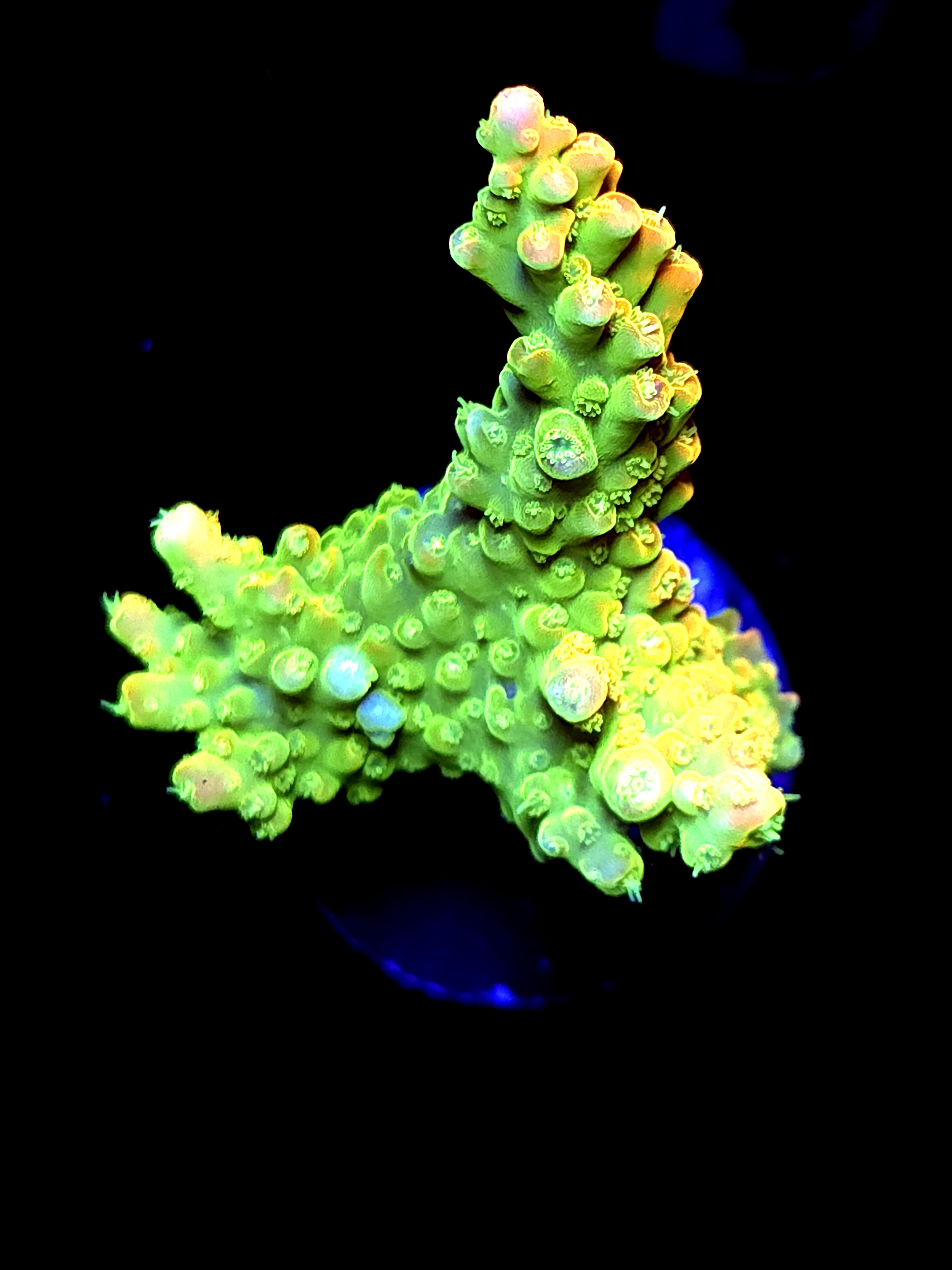 SBB "Yellow Fever" Acro Large Chunk Colony