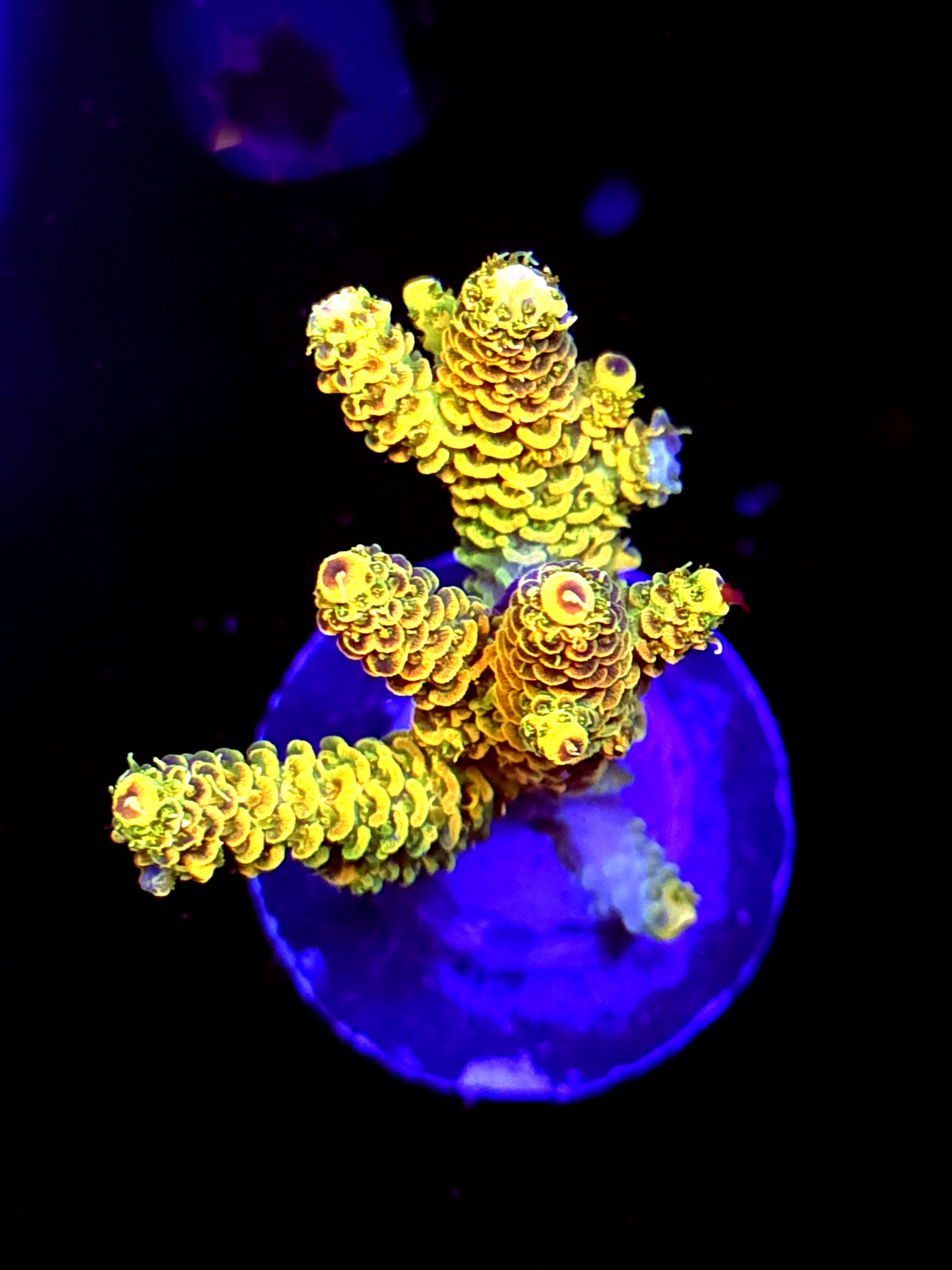 SBB "Heat Glow" Acro Medium Multibranch Colony