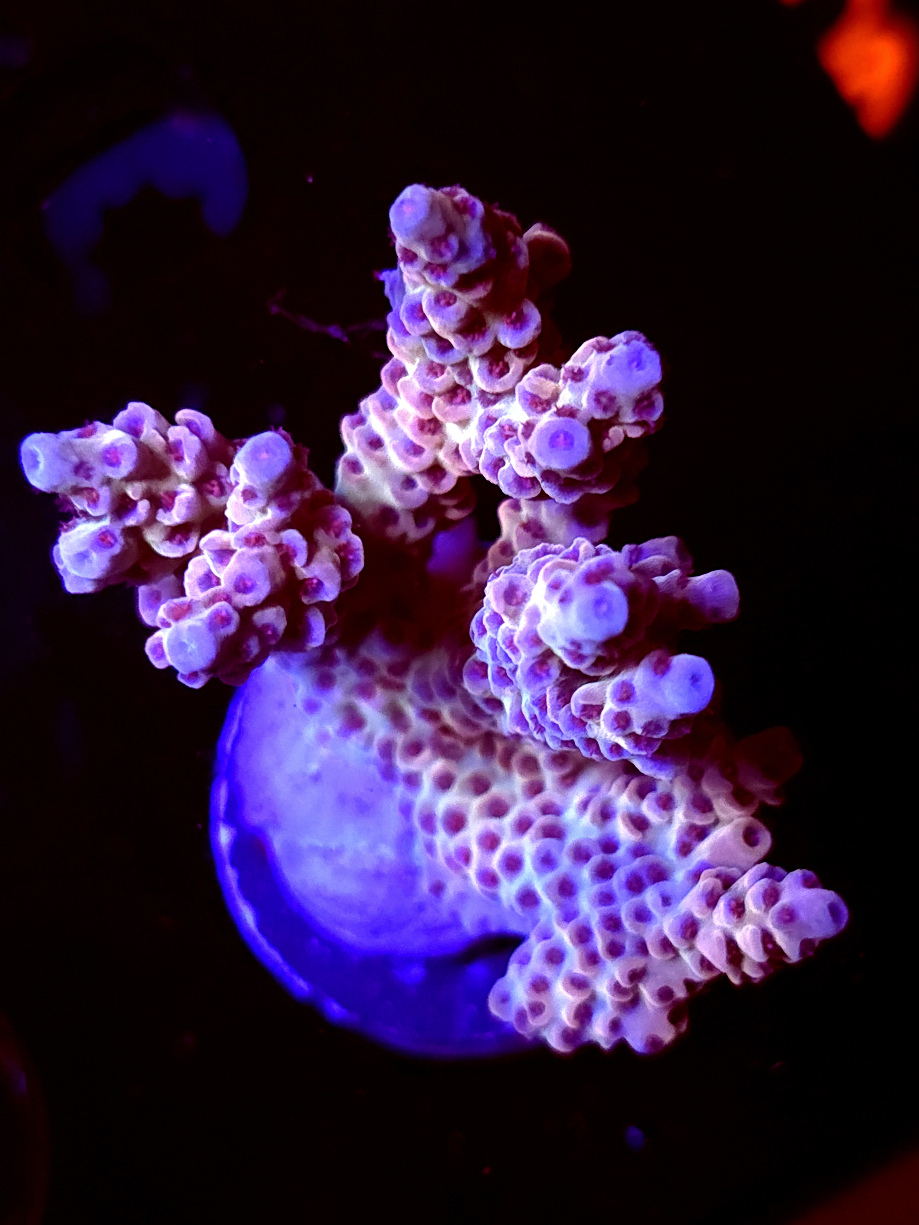 SBB "Magic Wizard" Acro Large Multibanch Colony