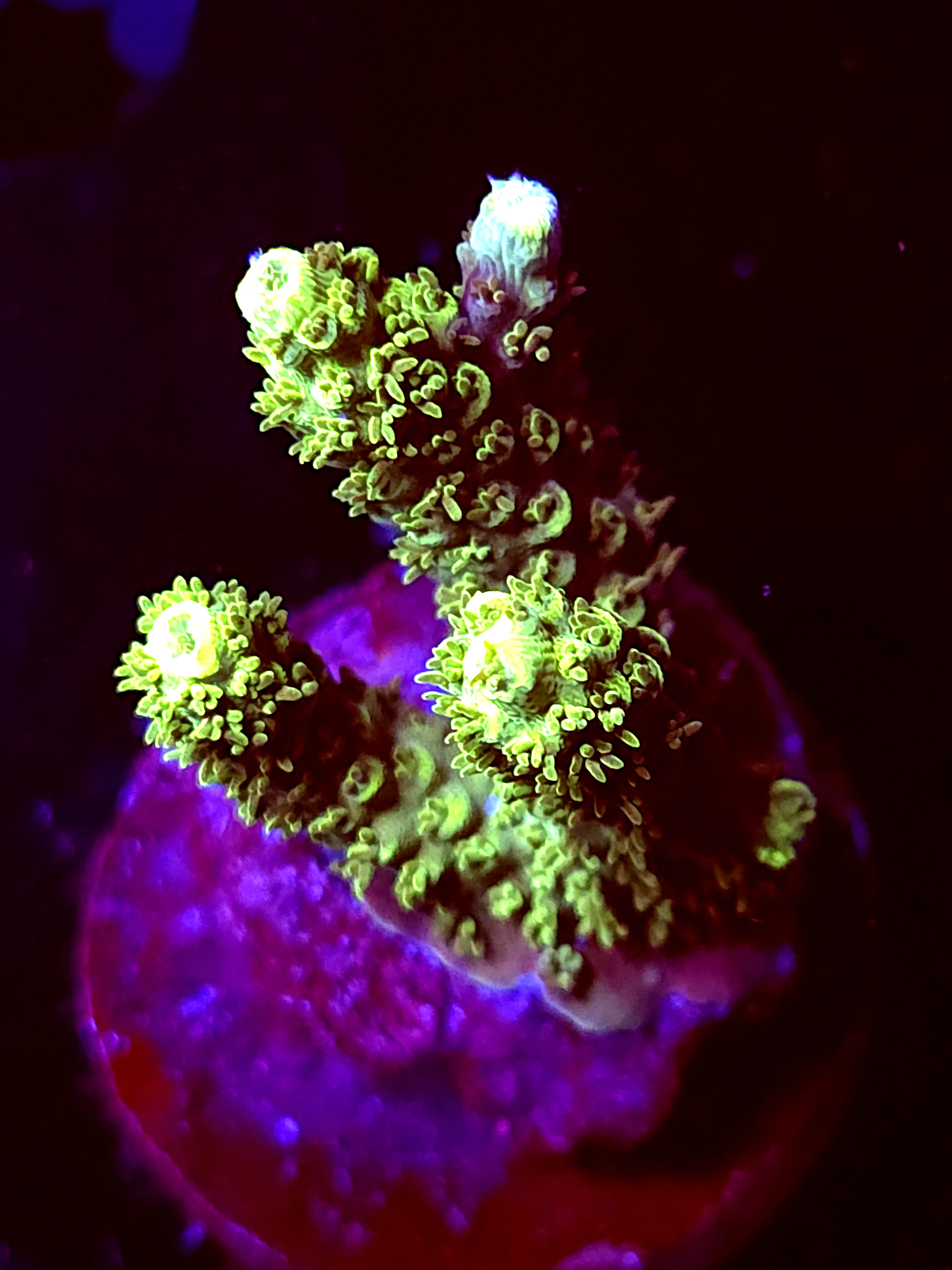 SBB "Nyos Reef Putty" Acro Medium 3 Branch Crusted Colony