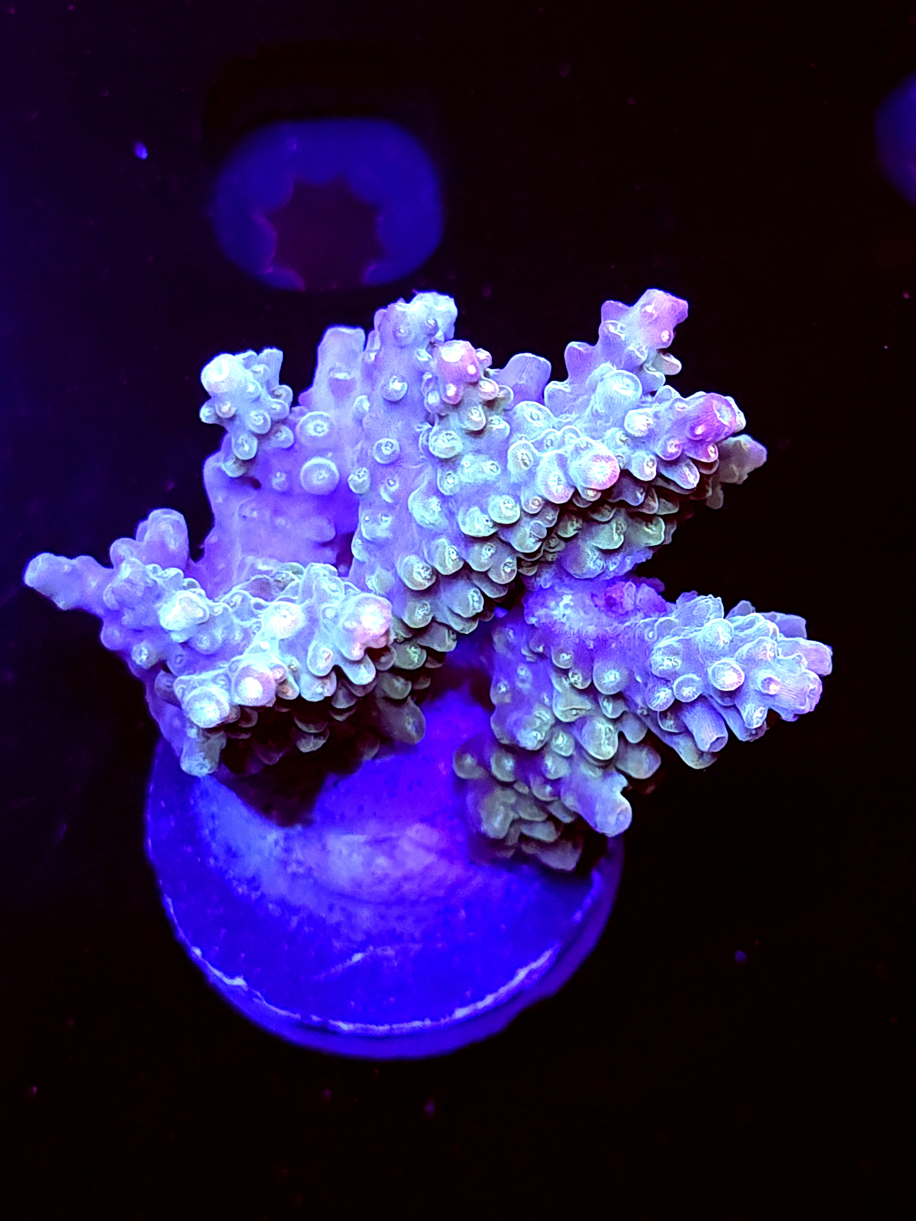 SBB "Mystery Signature" Acro Large Multibranch Colony