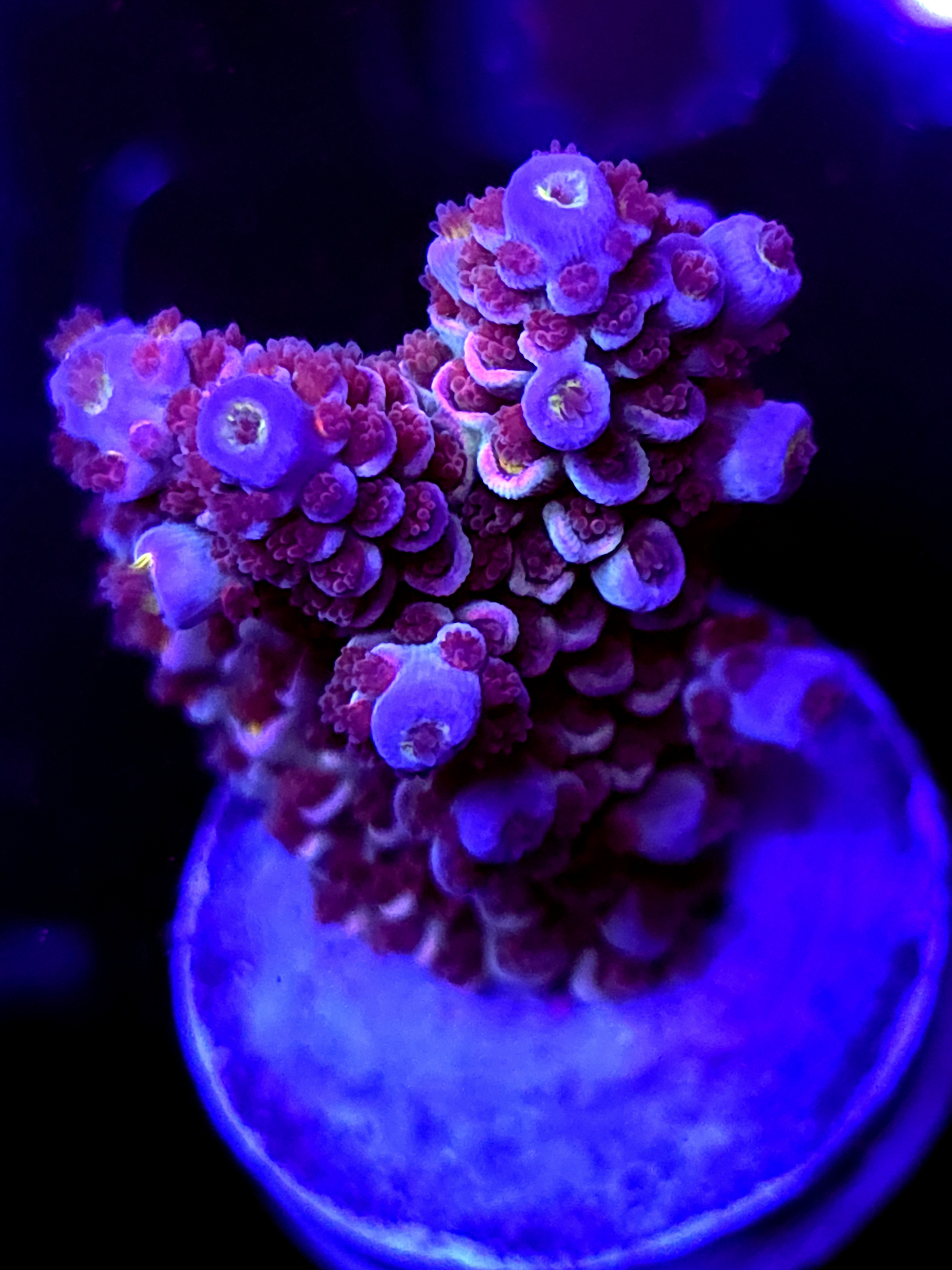SBB "Dark Horse" Acro Large Multibranch Colony