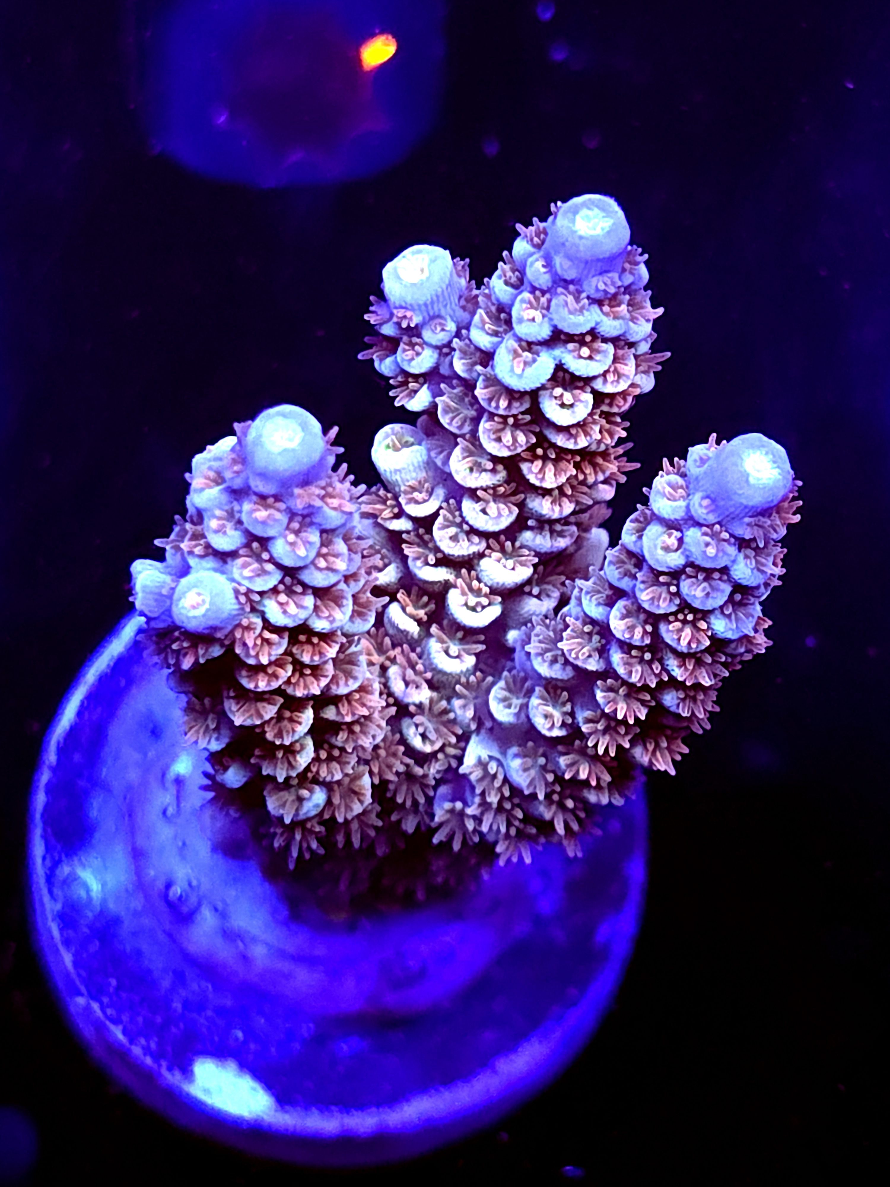 SBB "Iron Monkey" Acro Large 3 Branch Colony