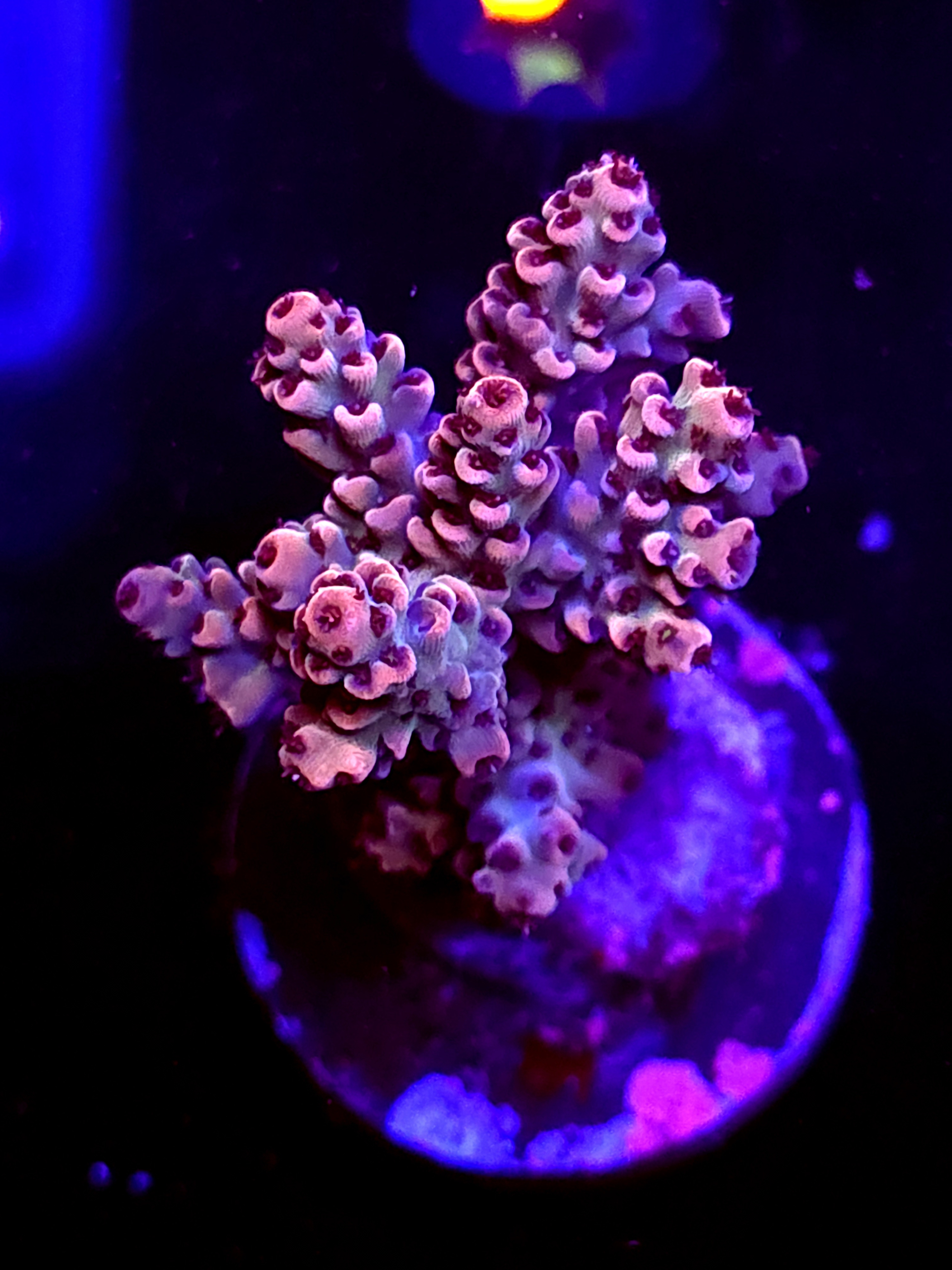 SBB "Fantom Chard" Acro Medium Multibranch Colony
