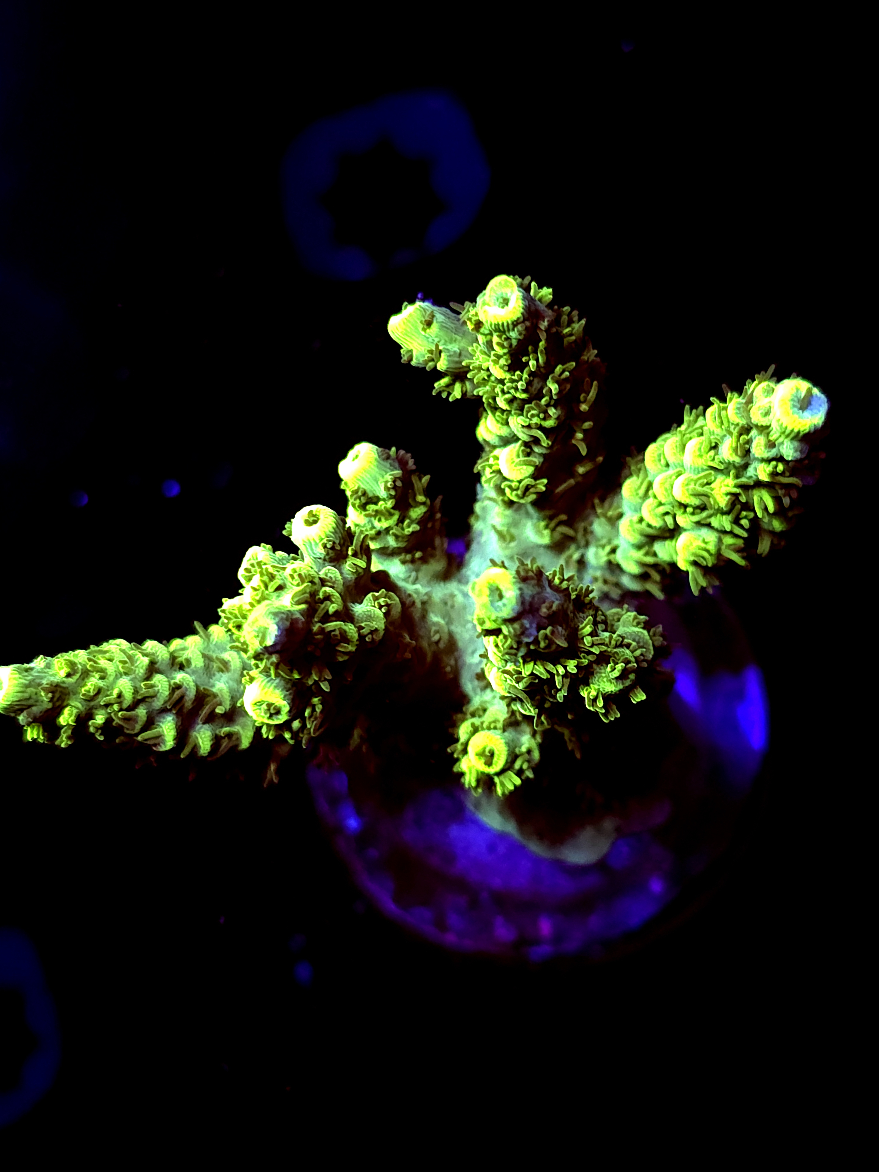 SBB "Seachem Coral Crete" Acro Large Multibranch Colony