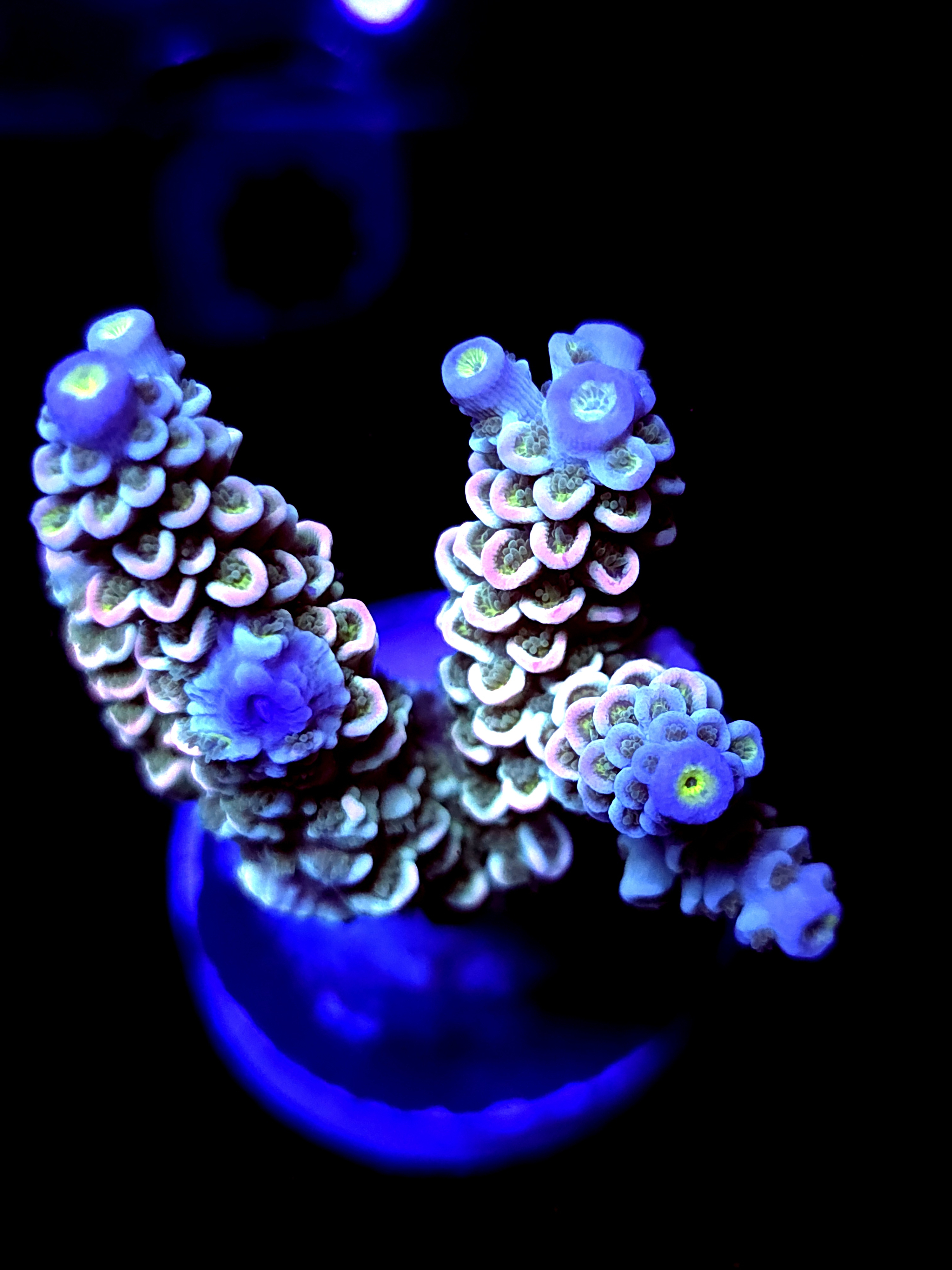 SBB "Disney" Acro Large Multibranch Colony