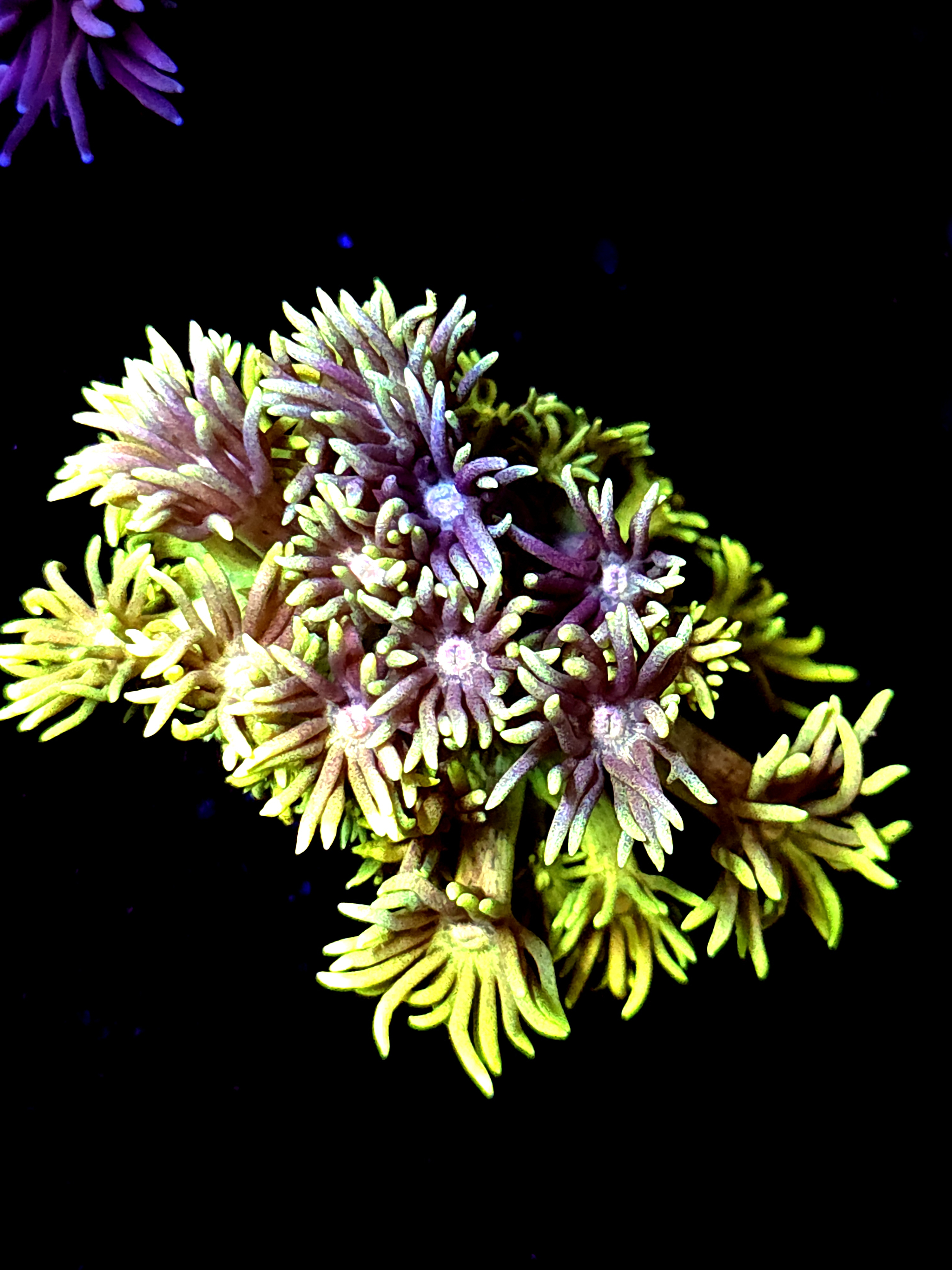 SBB "Sugar Booger" Goni Large