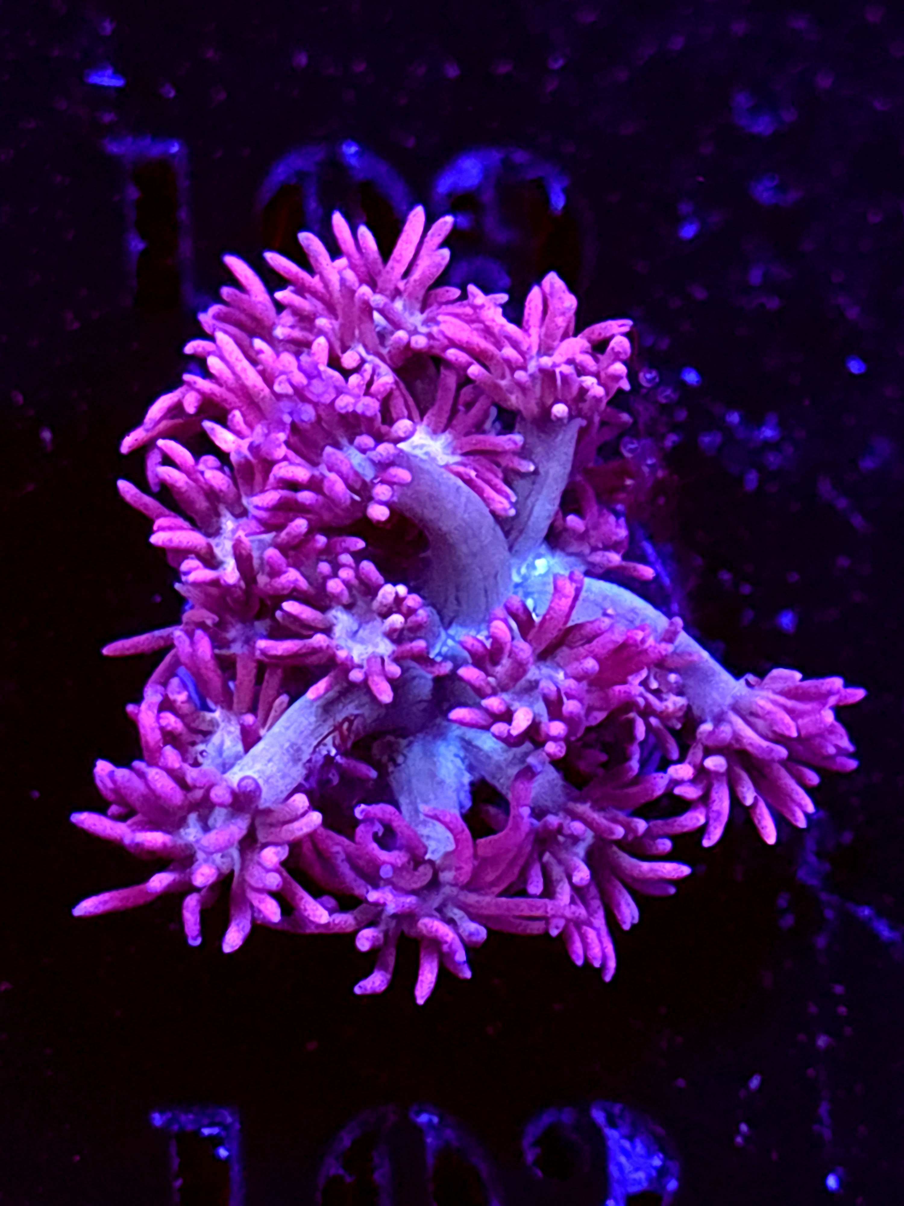 SBB "Citrus Fluff" Goni Medium