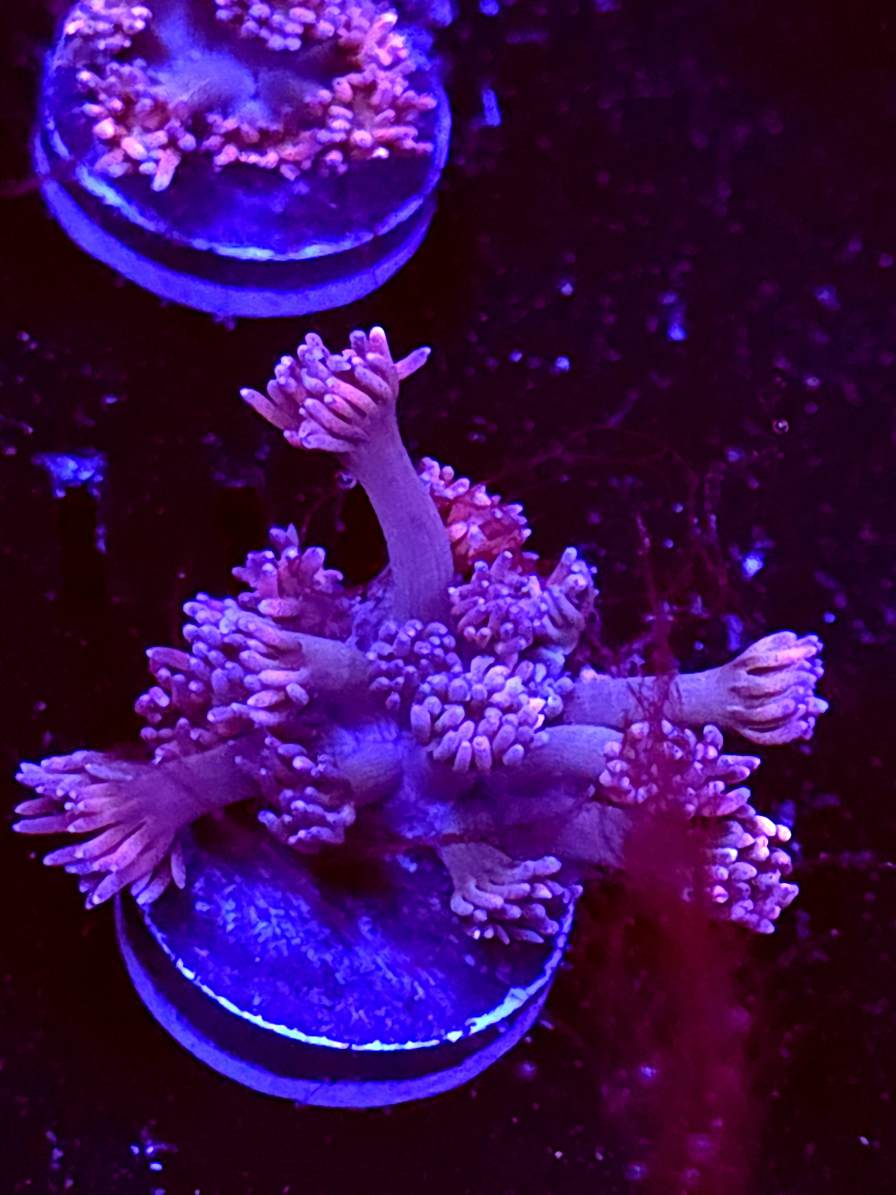 SBB "Sunset Fizz" Goni Medium