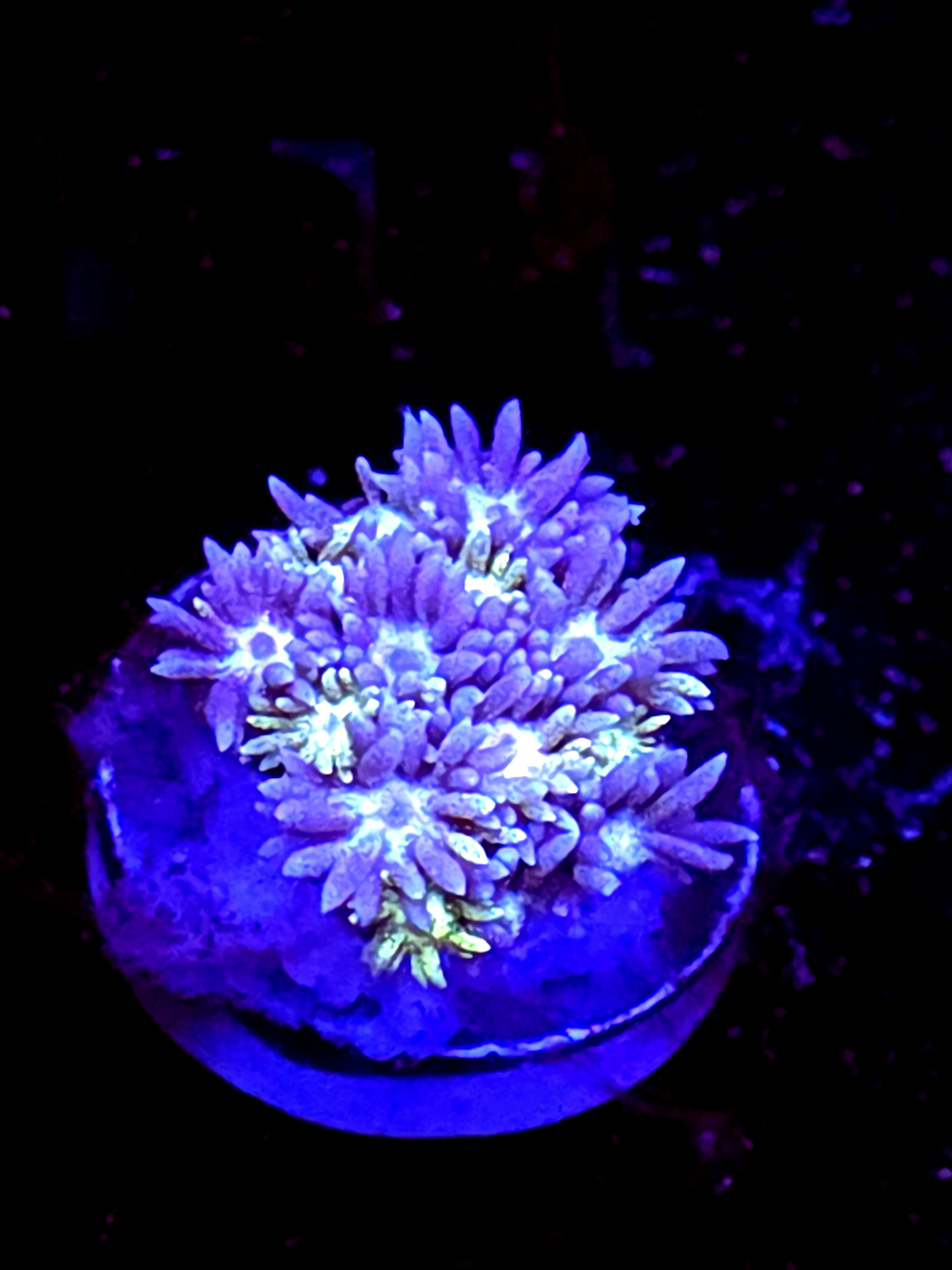 SBB "Blue Rainbow" Goni Medium