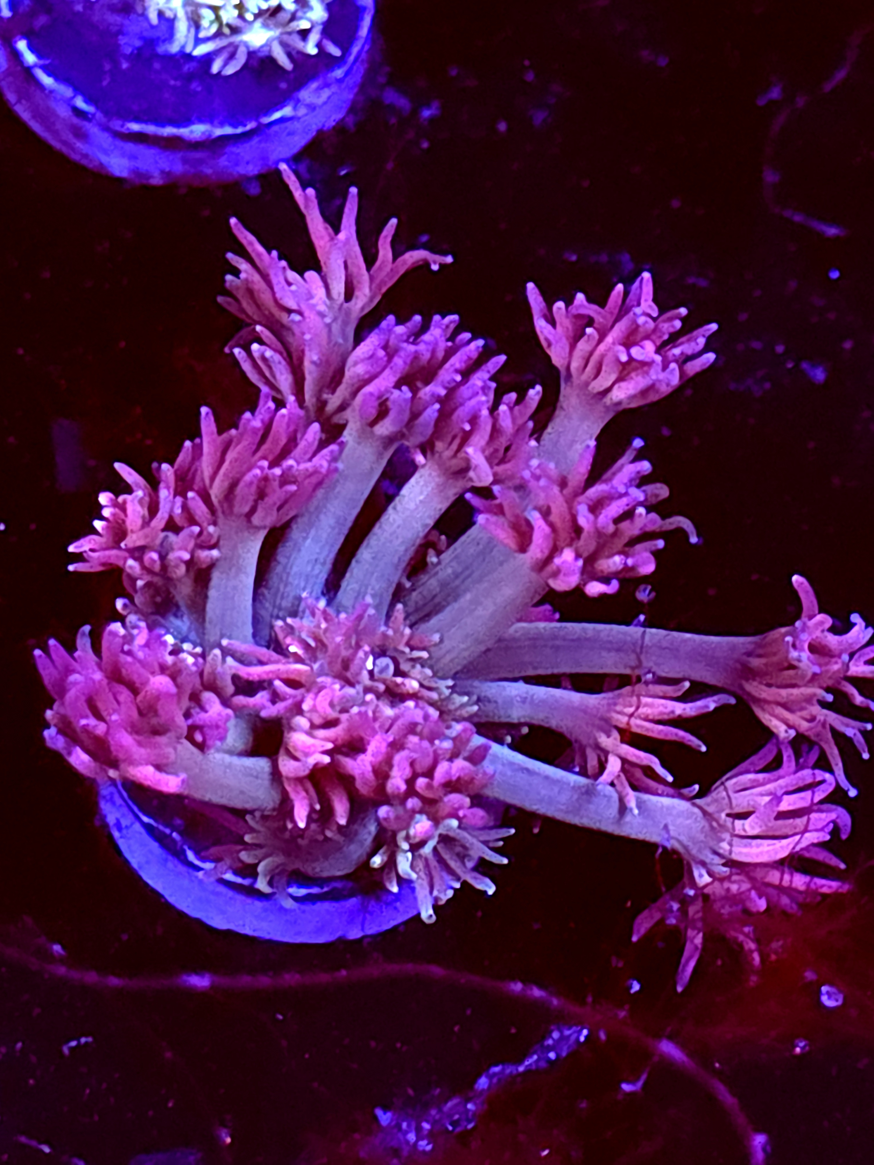 SBB "Mystery Signature" Goni Medium