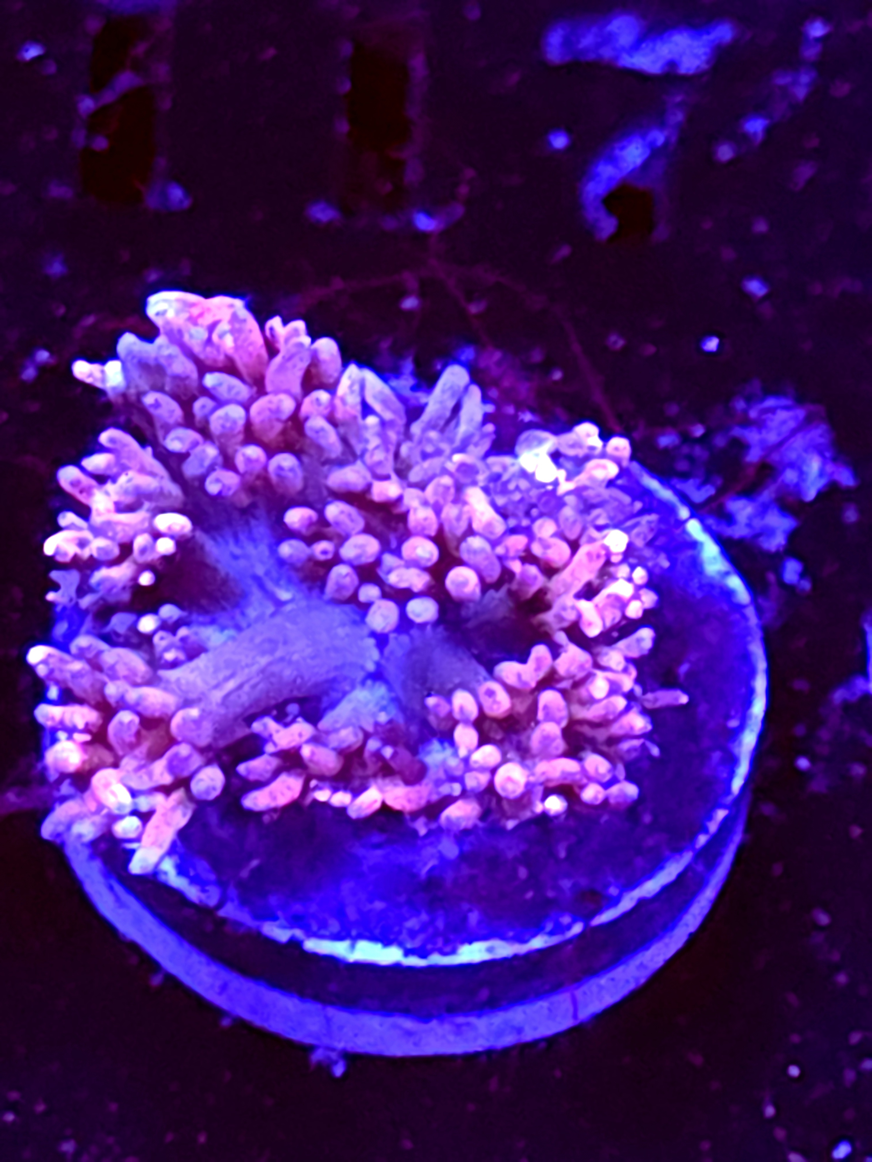 SBB "Sunset Fizz" Goni Small