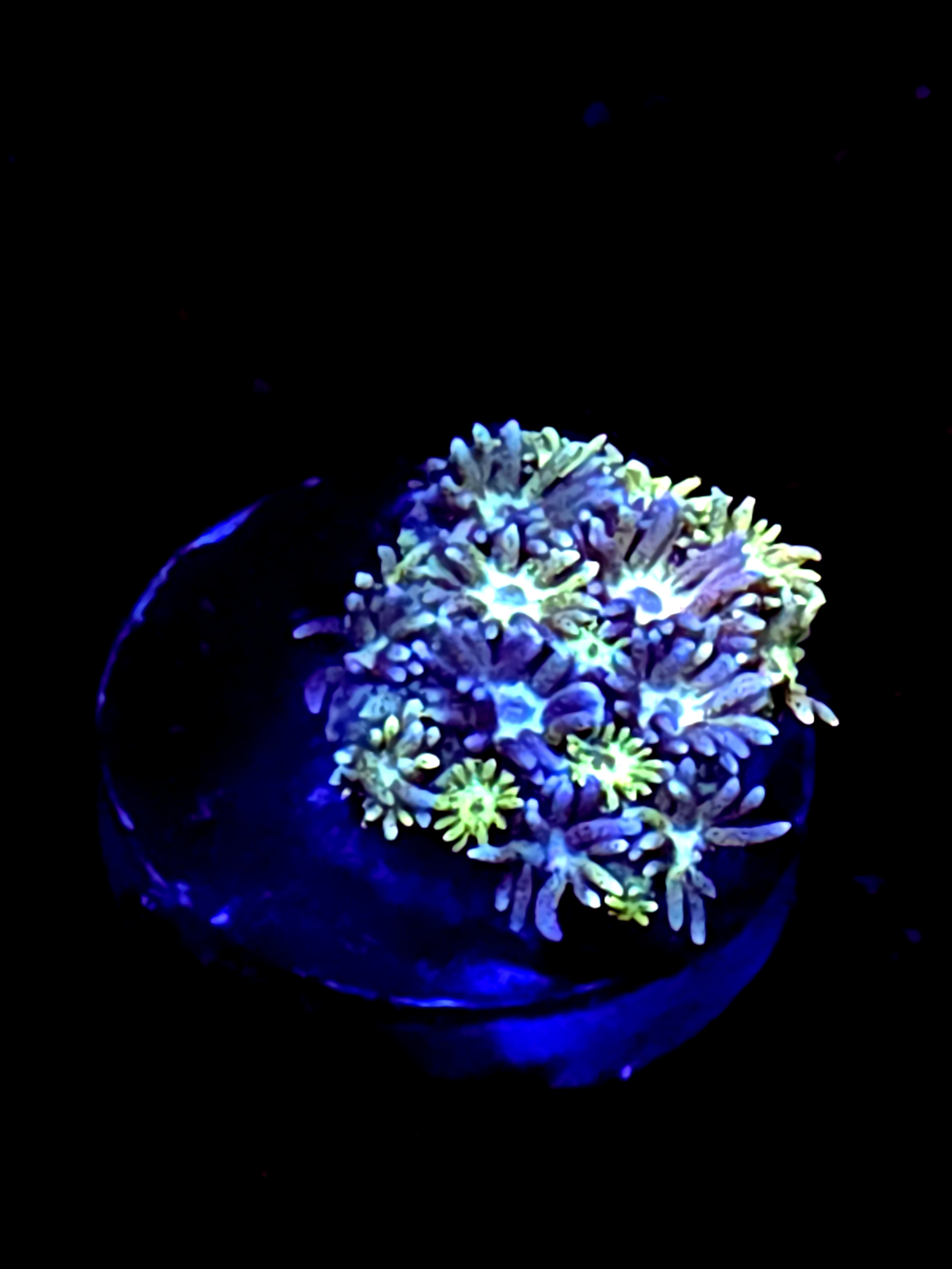 SBB "Blue Rainbow" Goni Medium