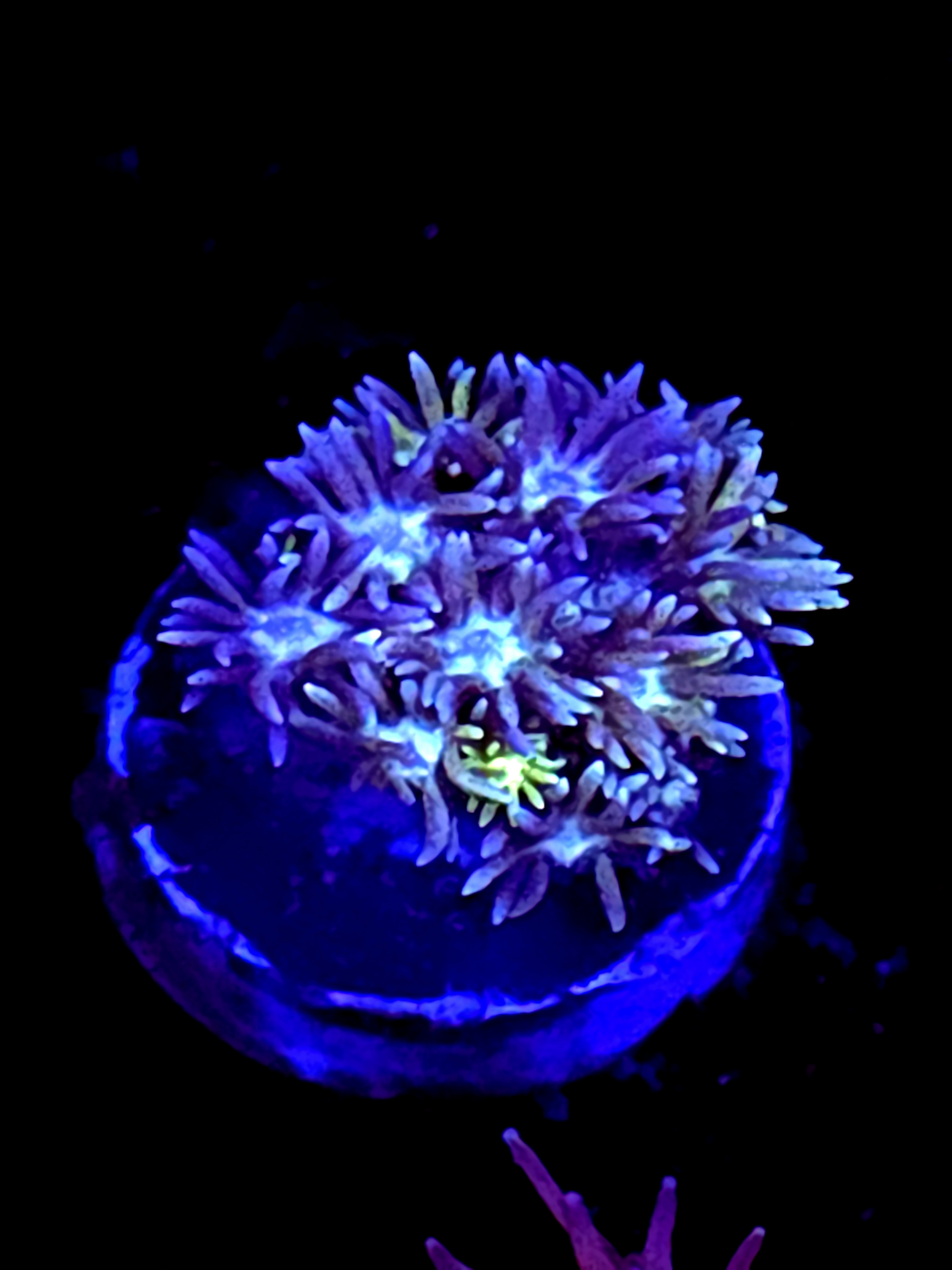 SBB "Blue Rainbow" Goni Medium