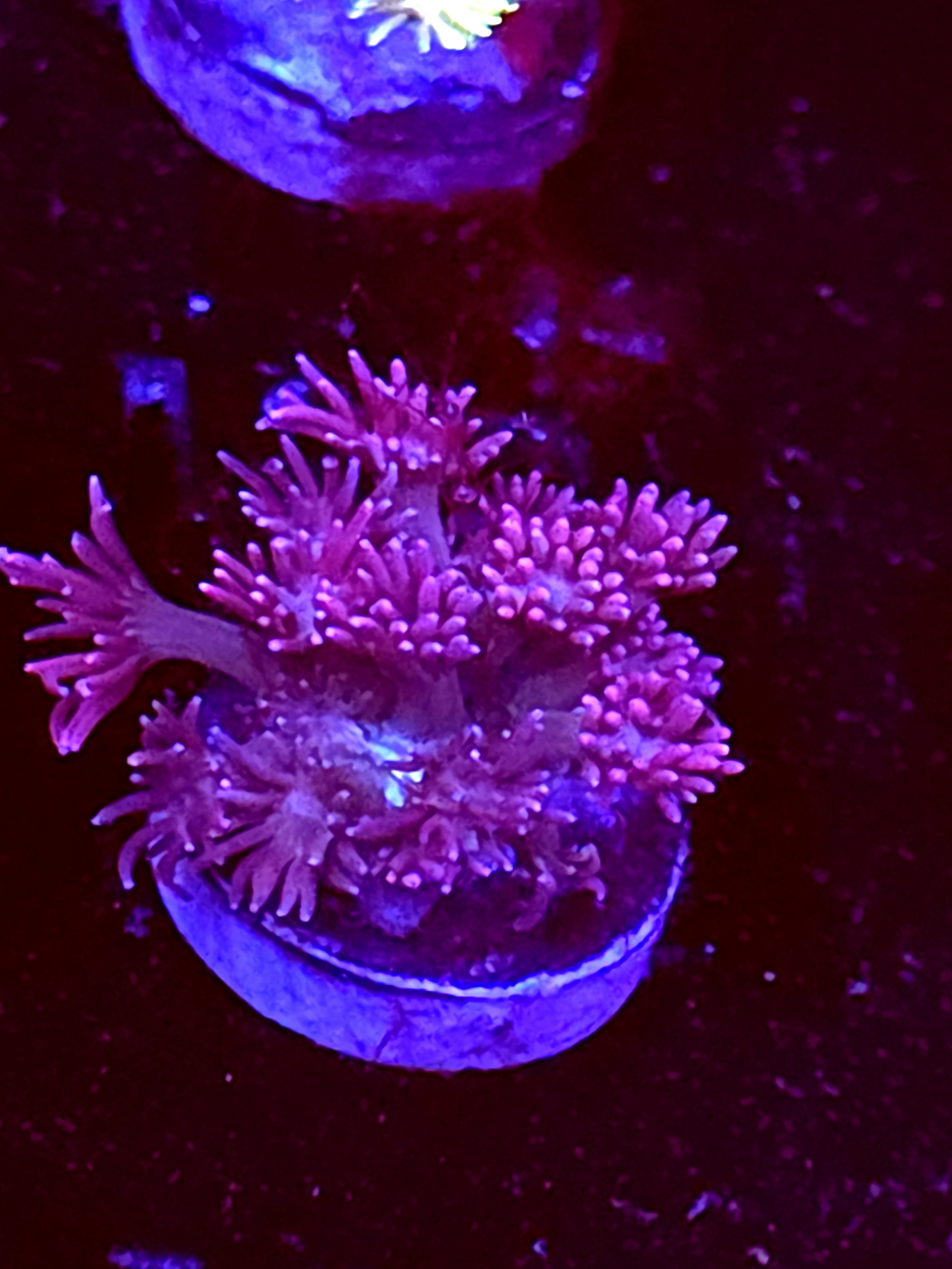 SBB "Mystery Signature" Goni Medium