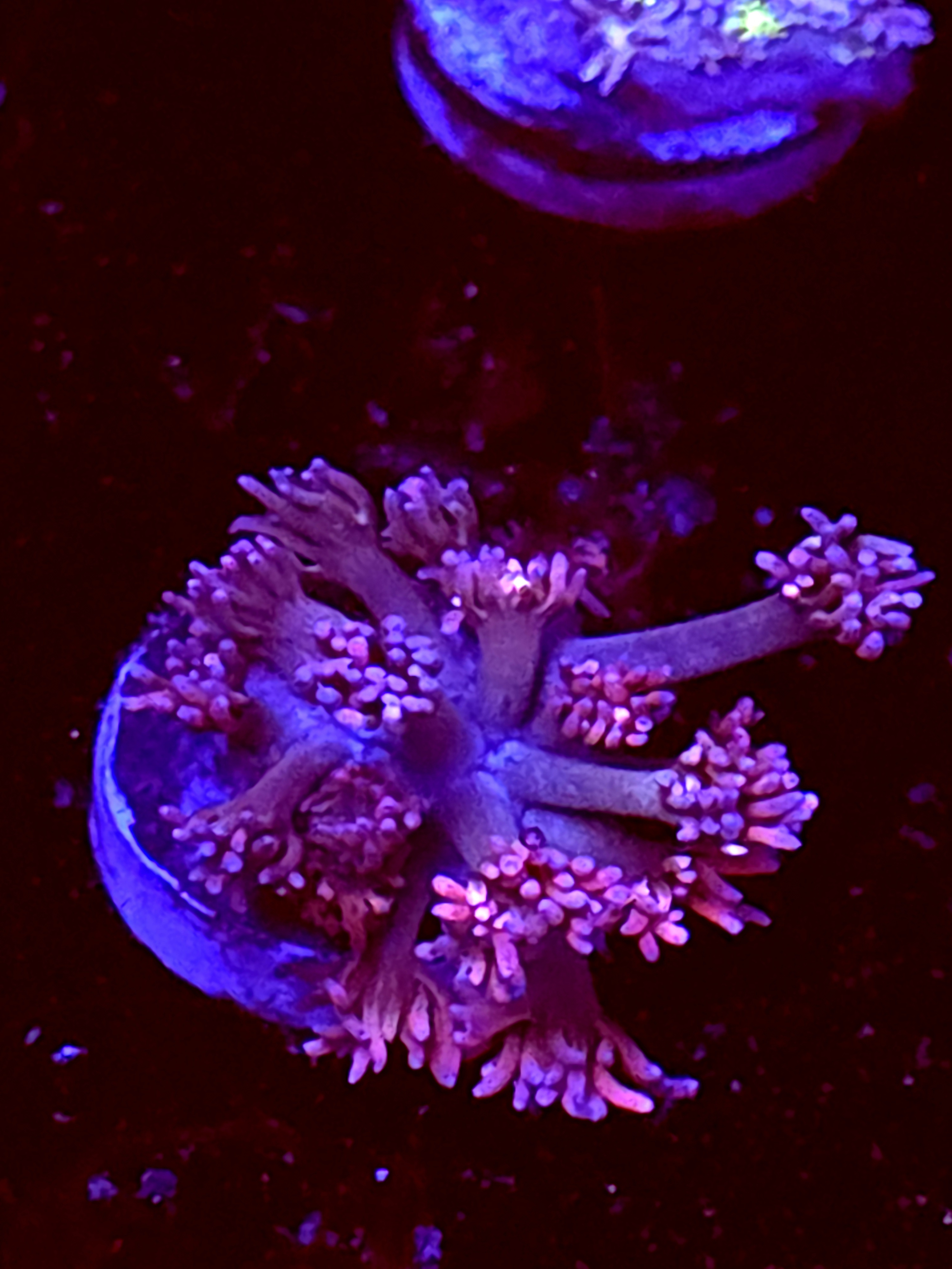 SBB "Sunset Fizz" Goni Medium