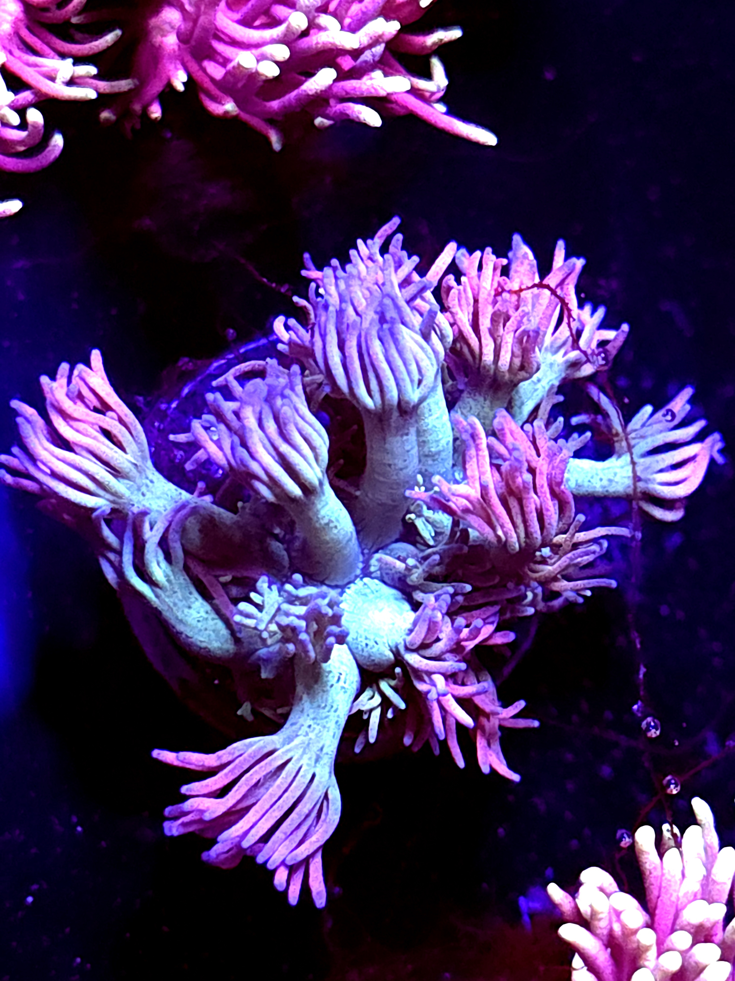 SBB "Ultra Velvet" Goni Medium