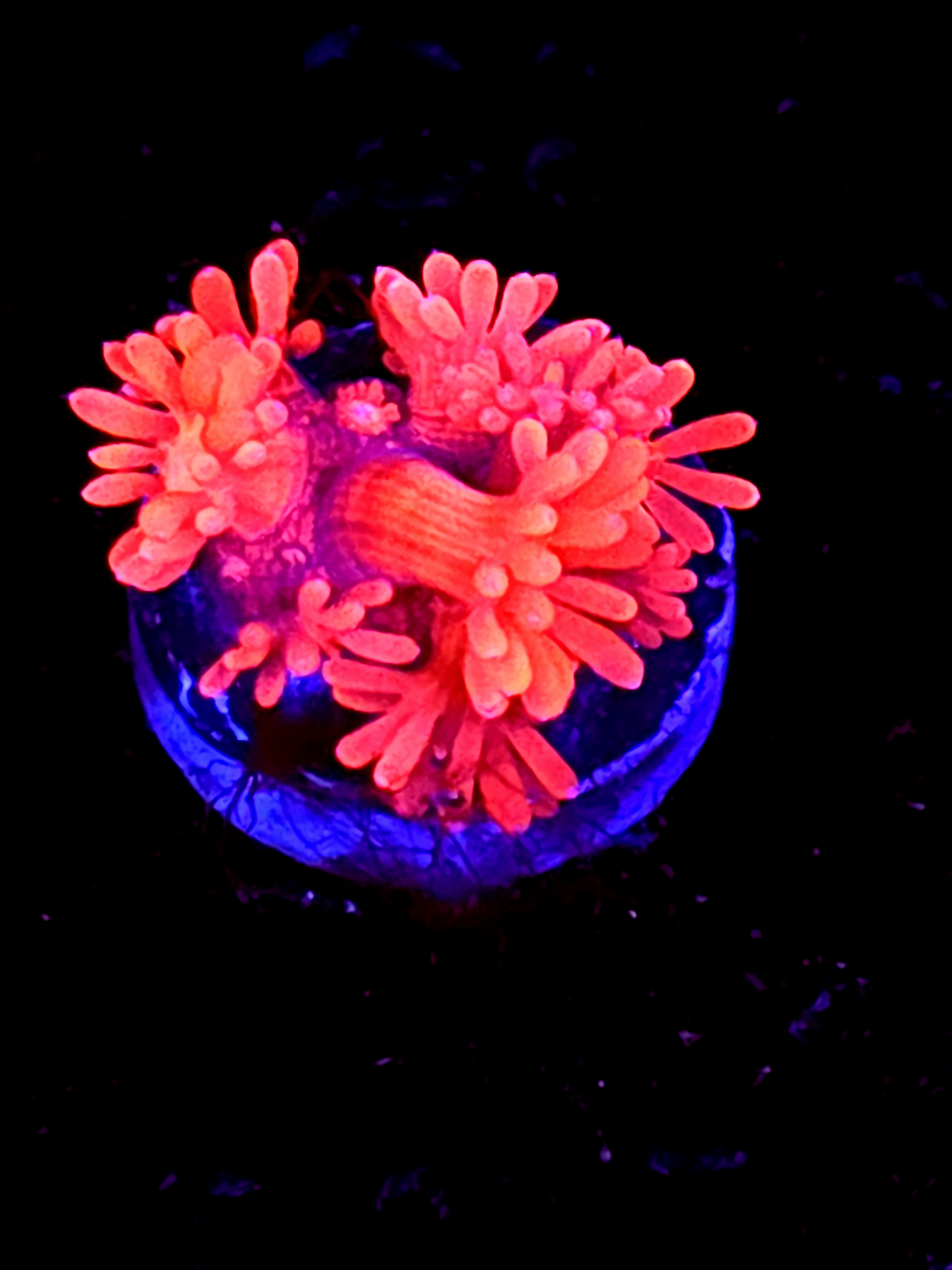 SBB "Fire Dragon" Goni Medium