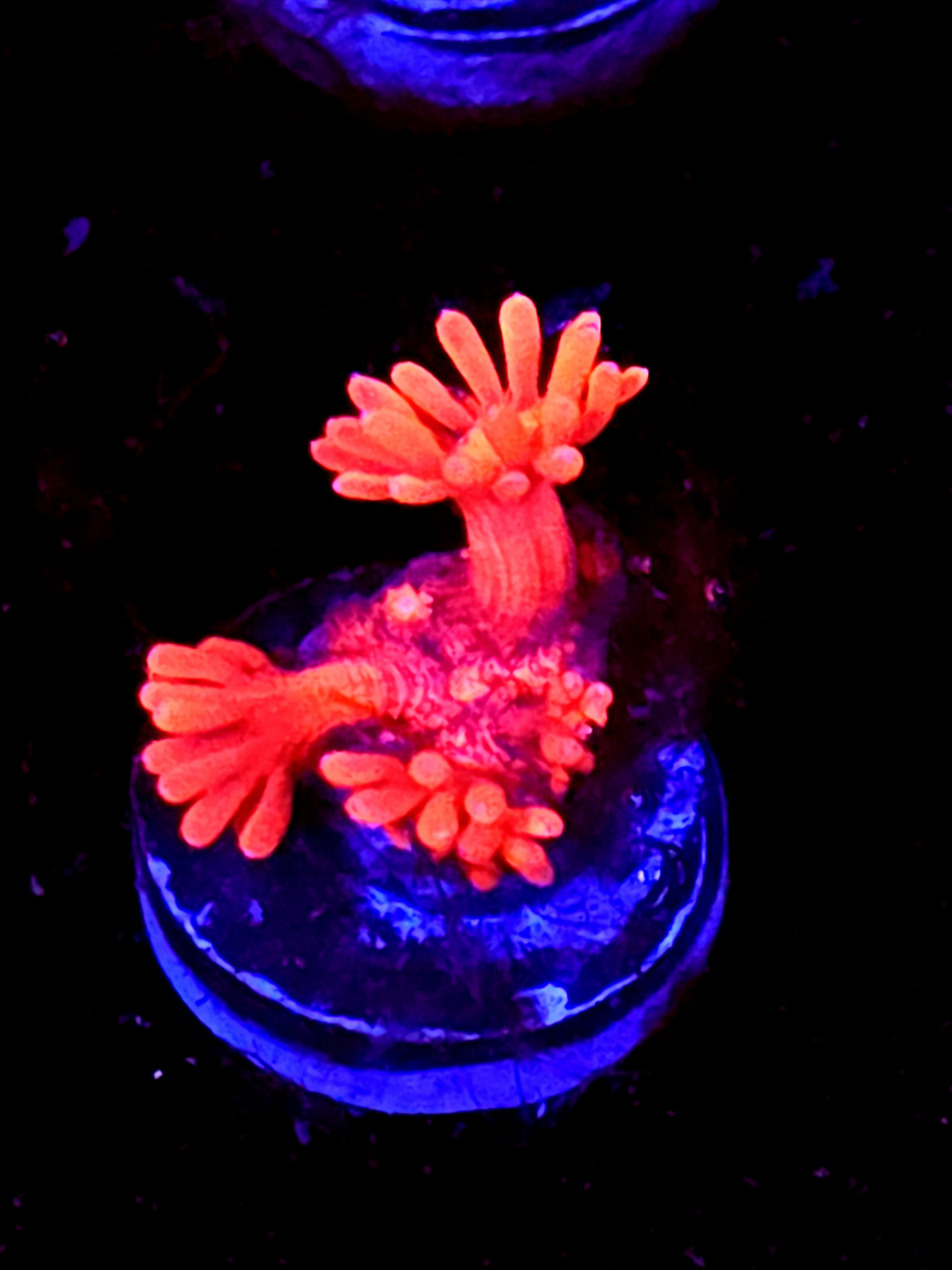 SBB "Fire Dragon" Goni Small