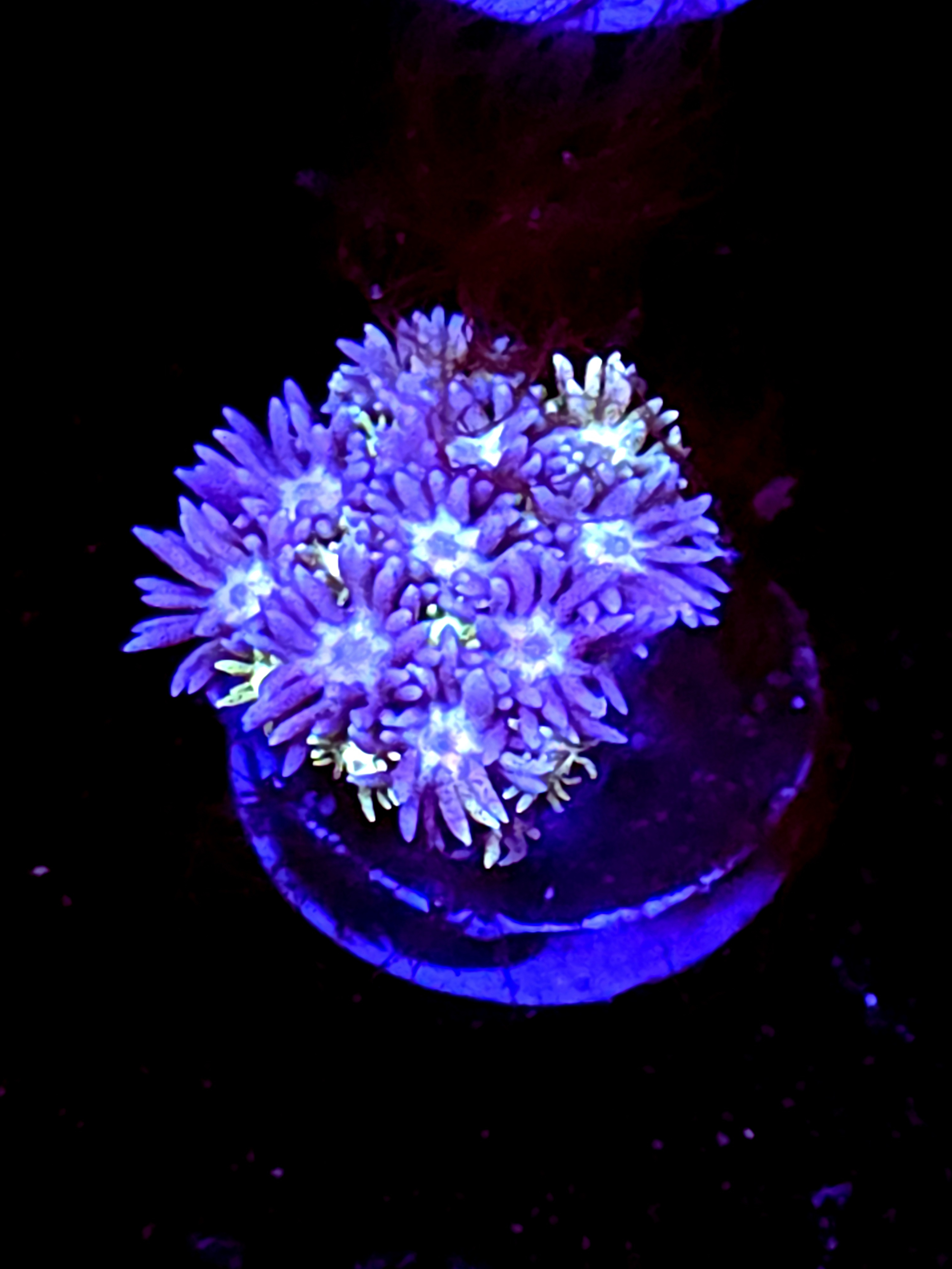 SBB "Blue Rainbow" Goni Medium