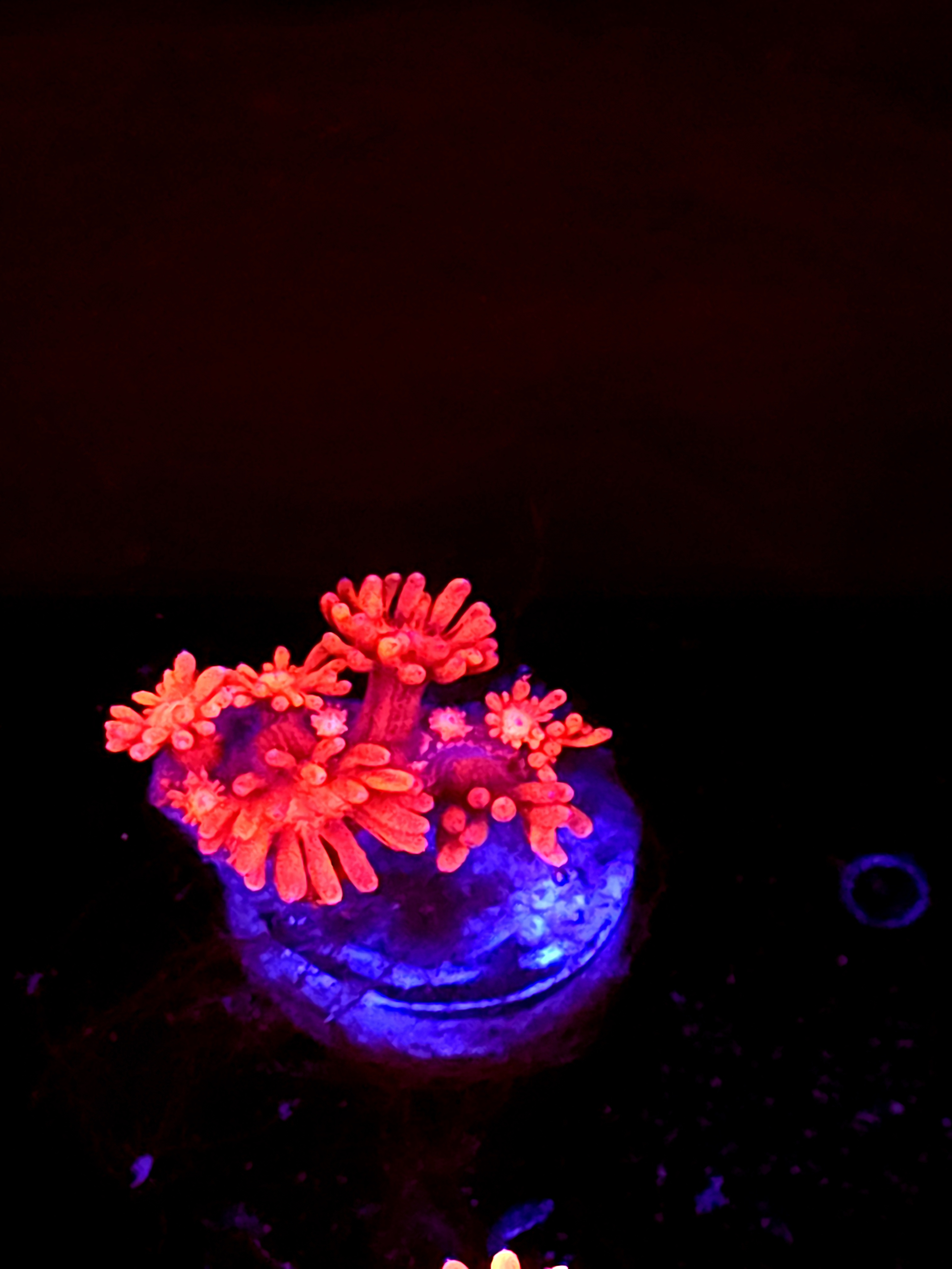 SBB "Fire Dragon" Goni Medium