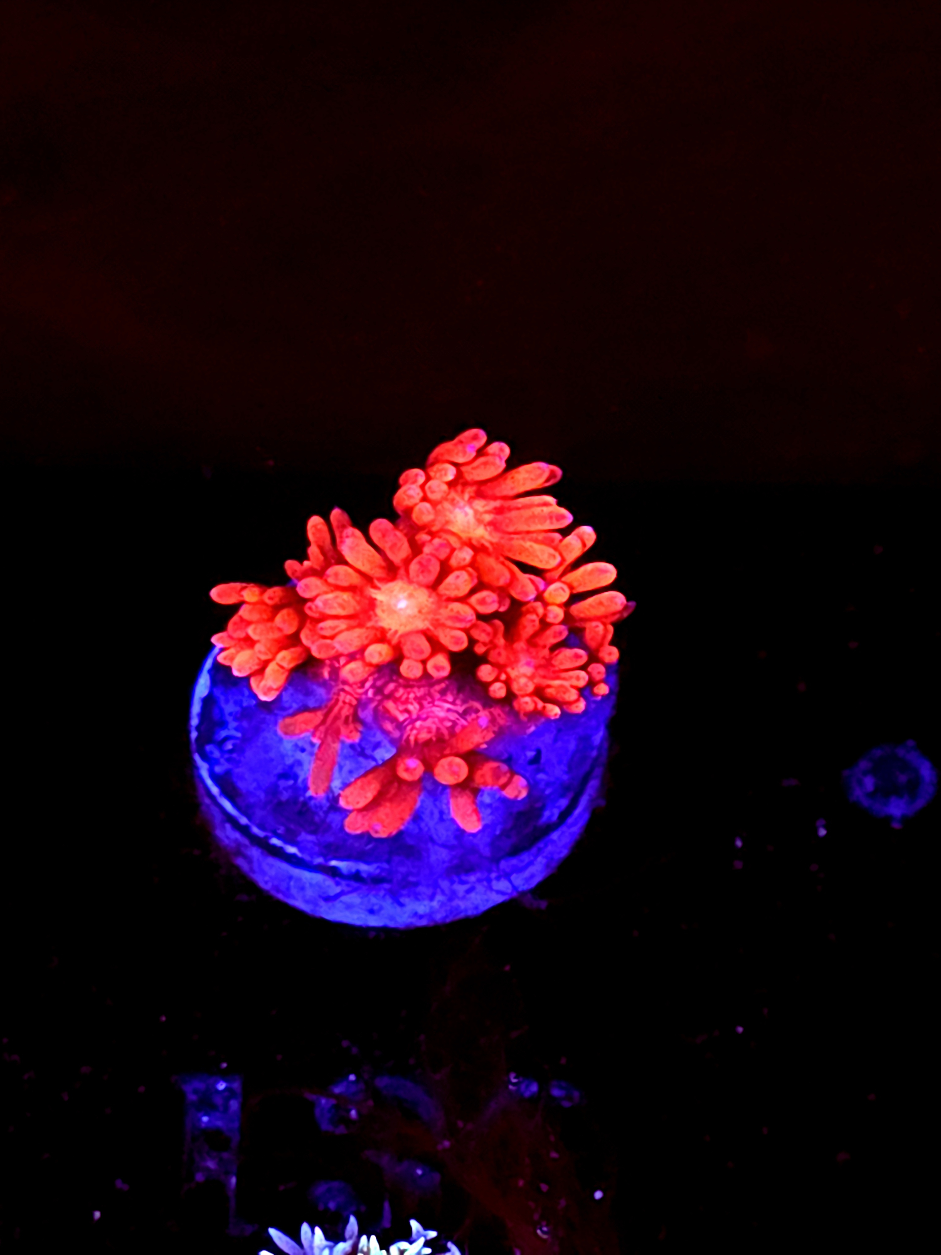 SBB "Fire Dragon" Goni Medium