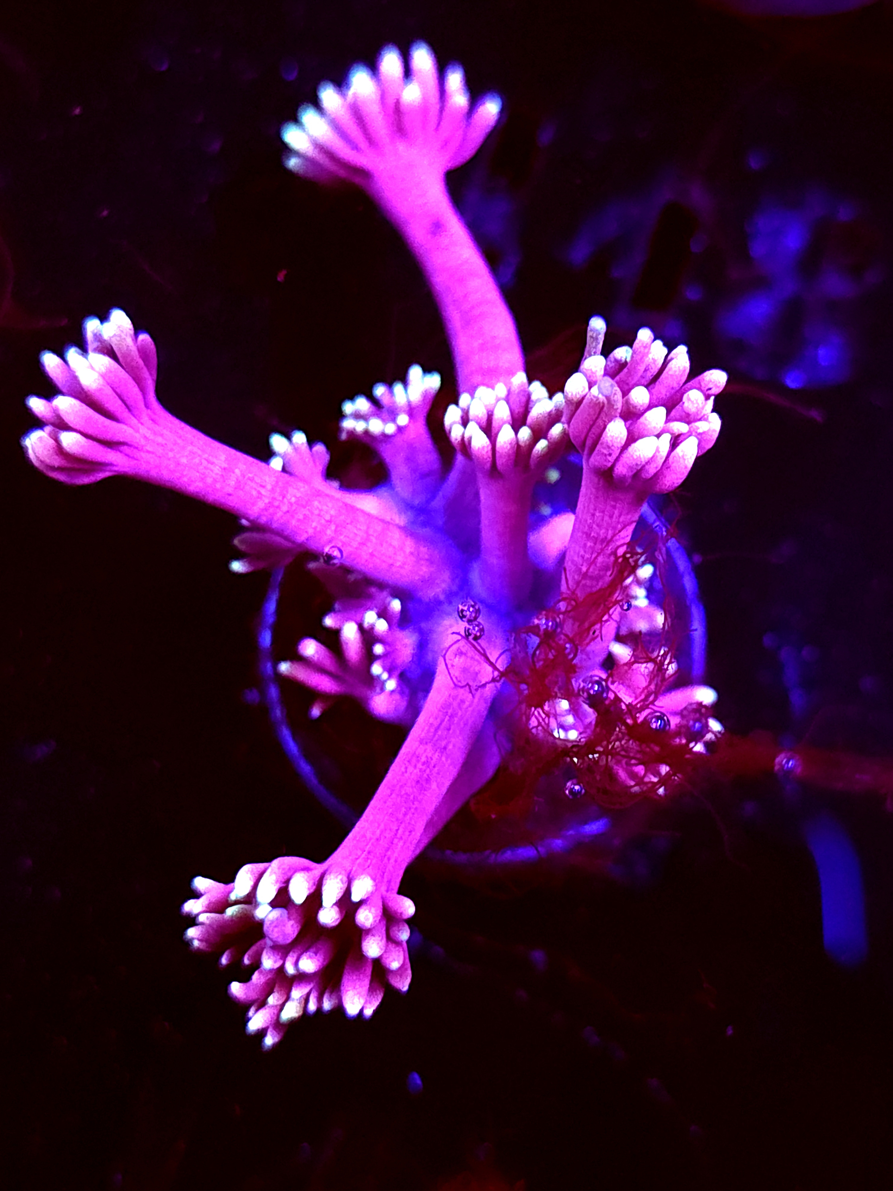 SBB "Hypno Reef" Goni Small