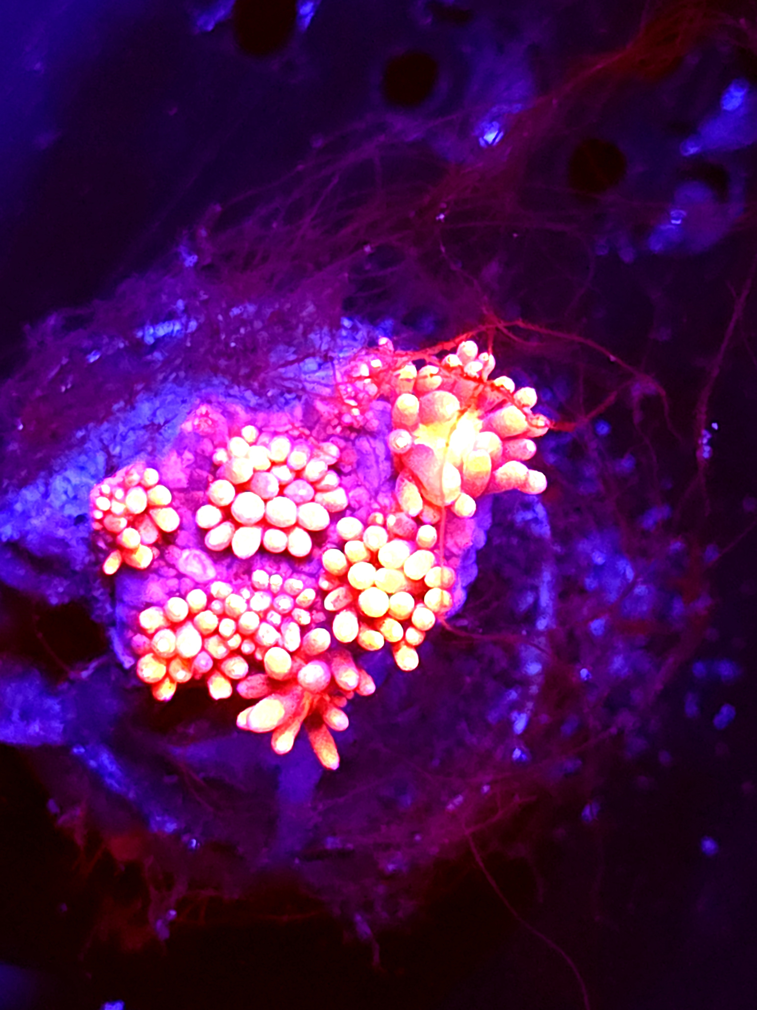 SBB "Deal Breaker" Goni Medium