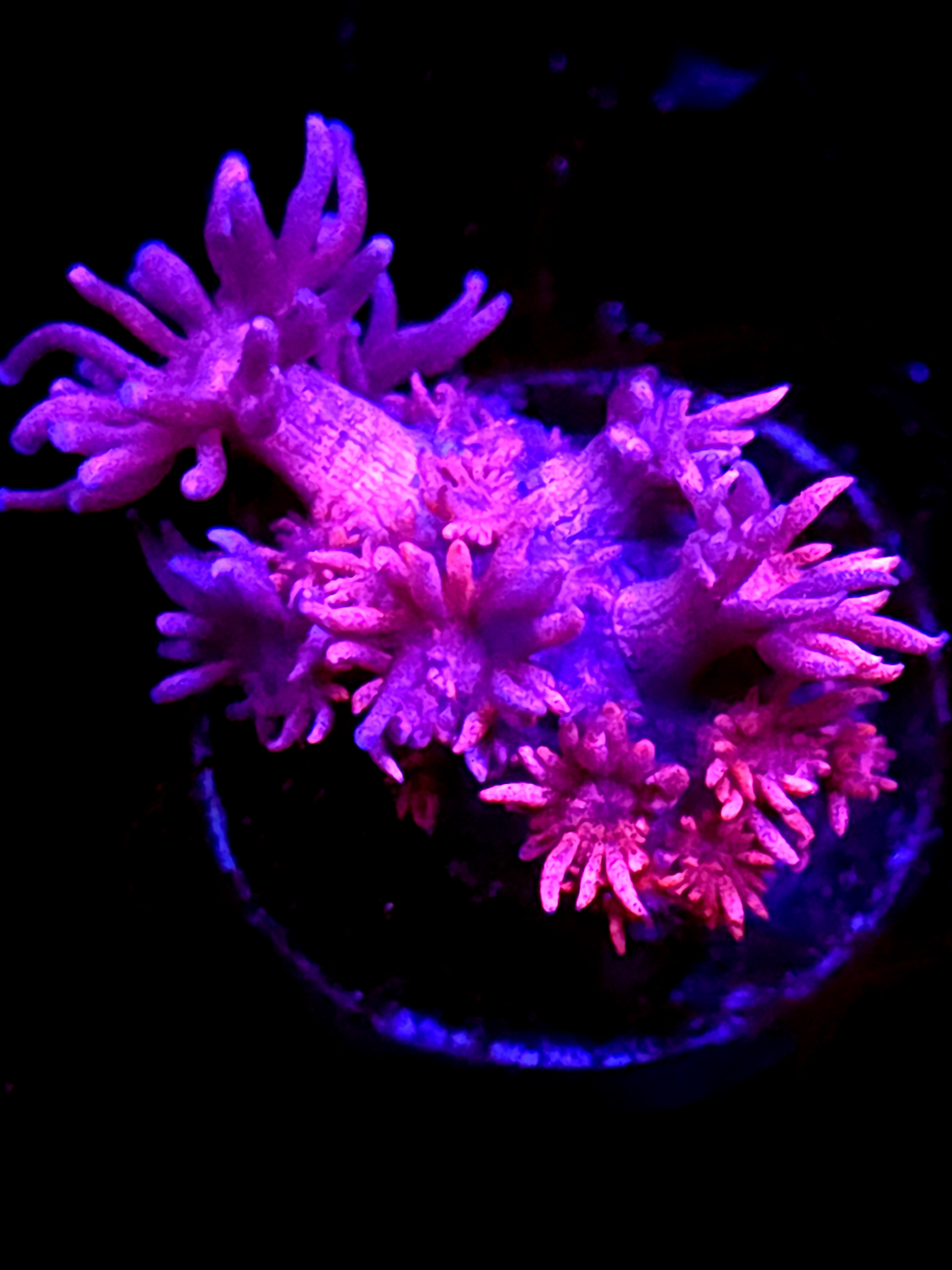 SBB "Cider Drift" Goni Medium