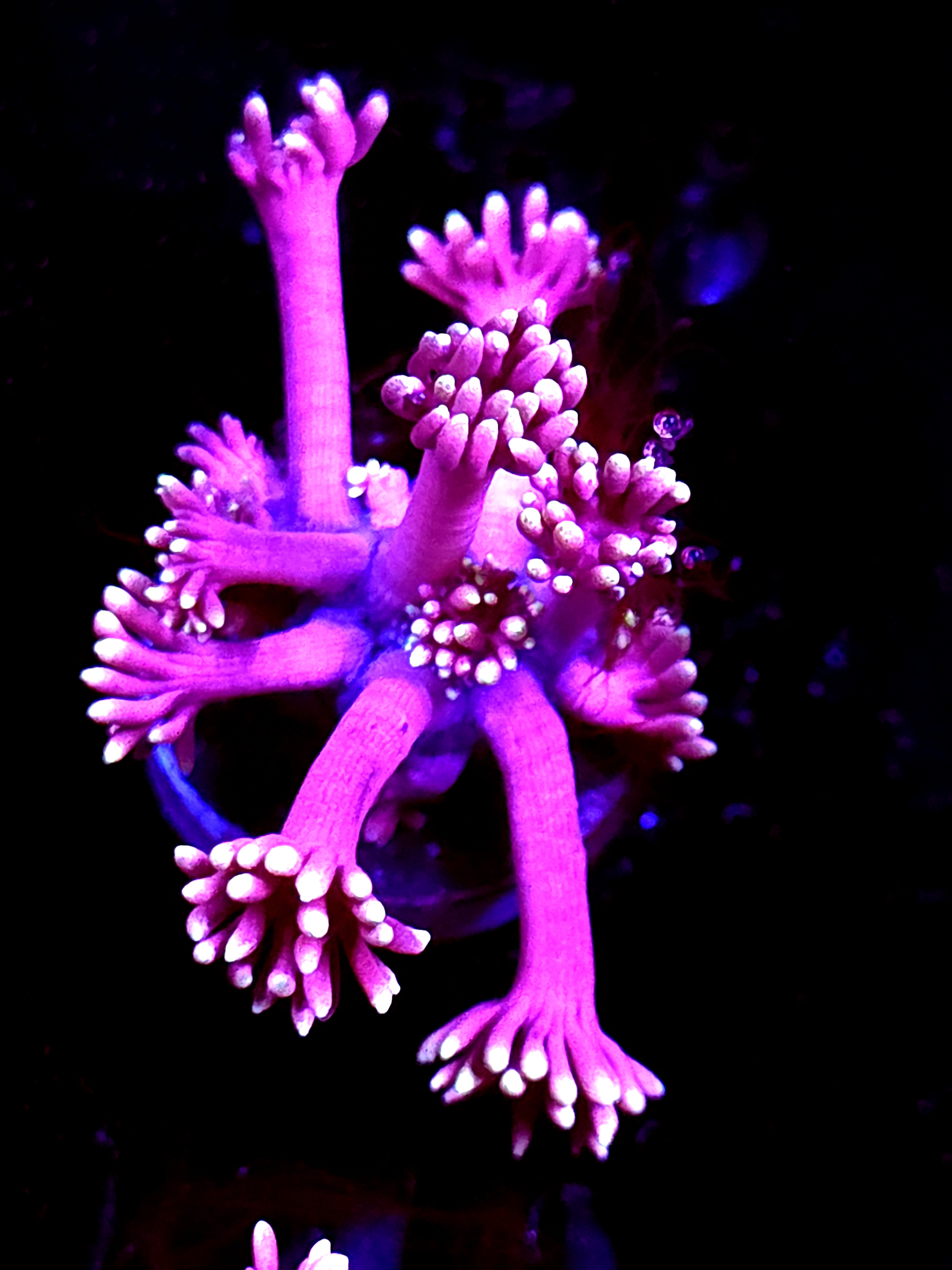 SBB "Hypno Reef" Goni Small