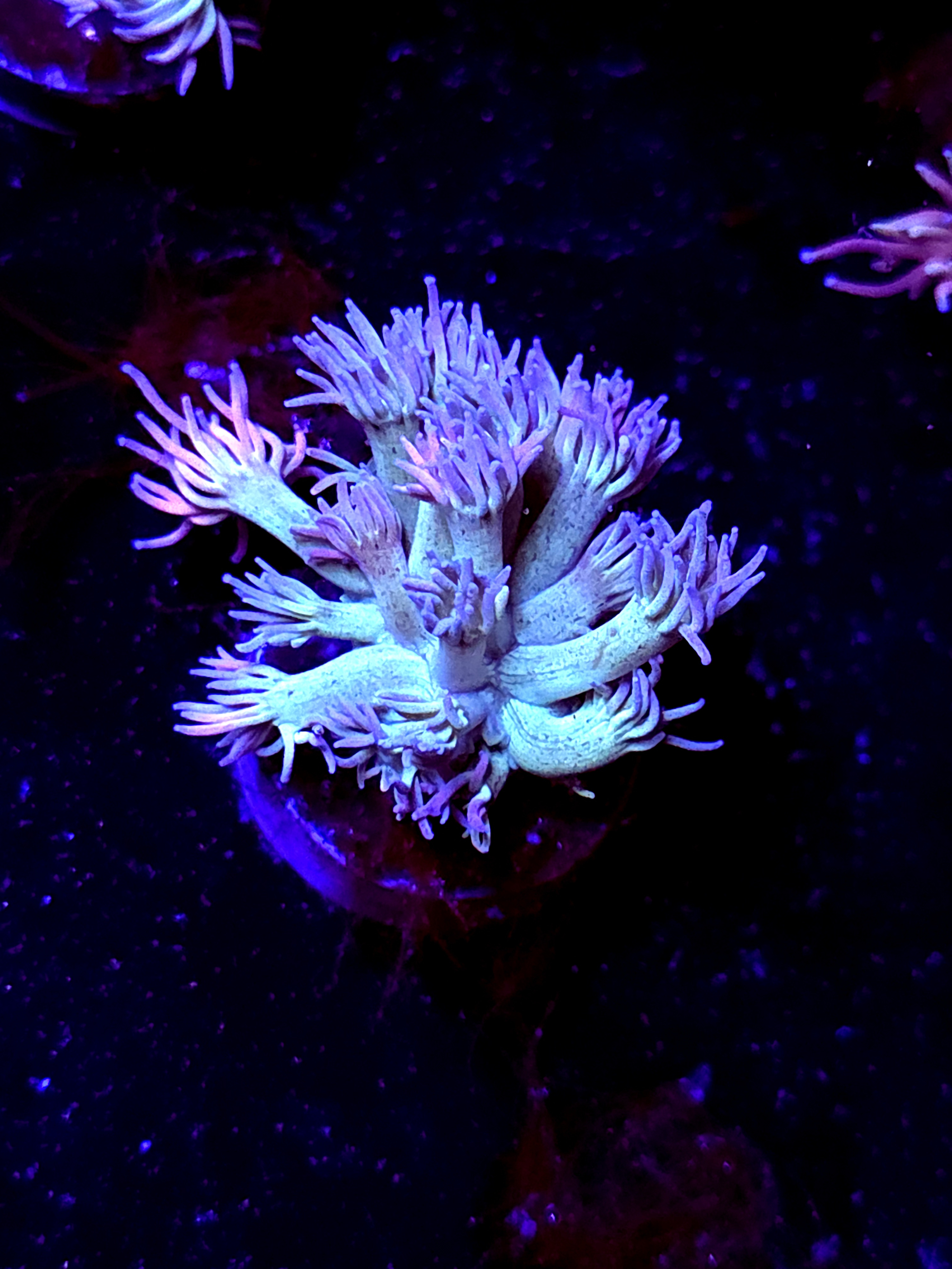 SBB "Neon Sundae" Goni Small