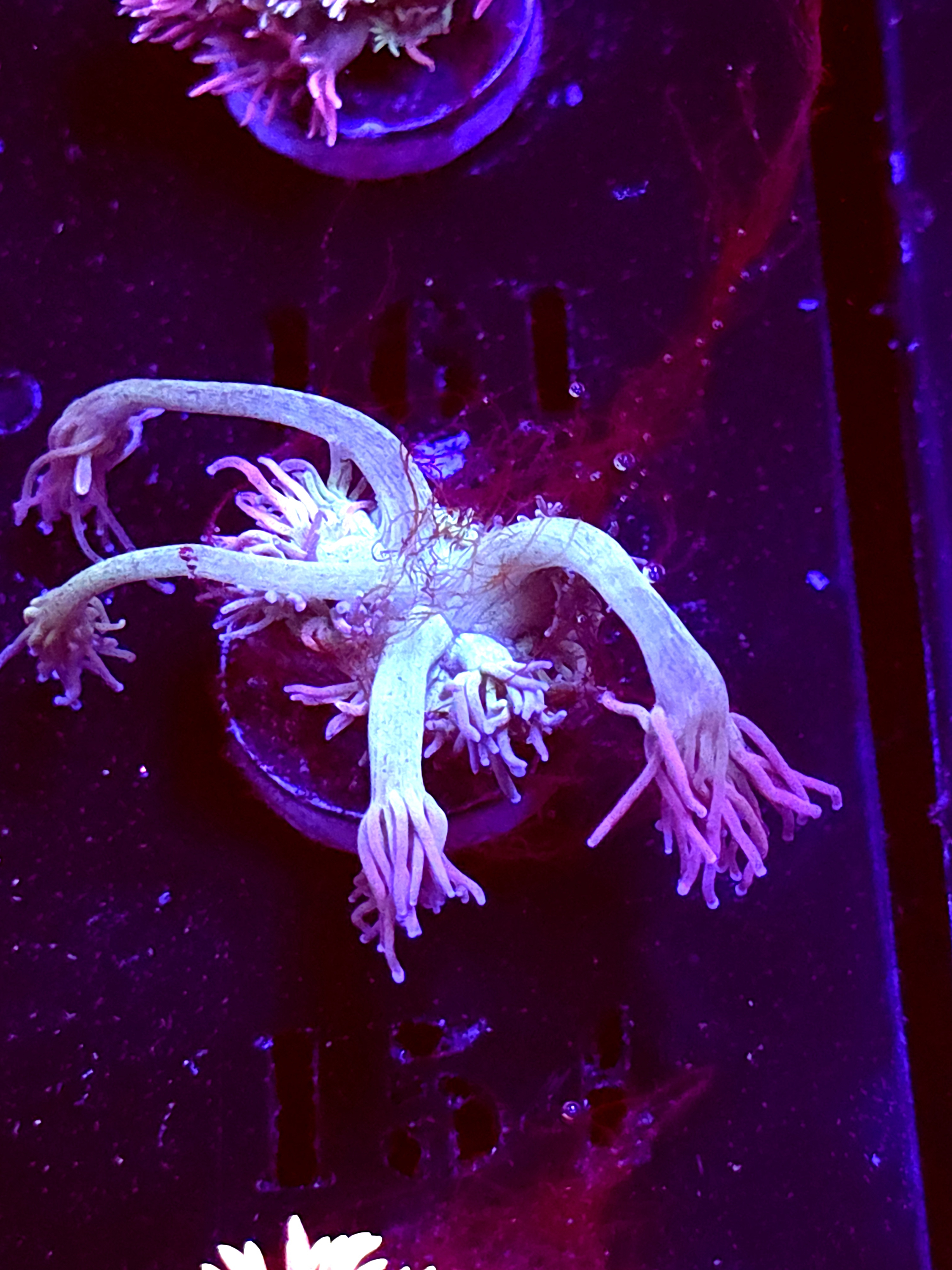 SBB "Ultra Velvet" Goni Small