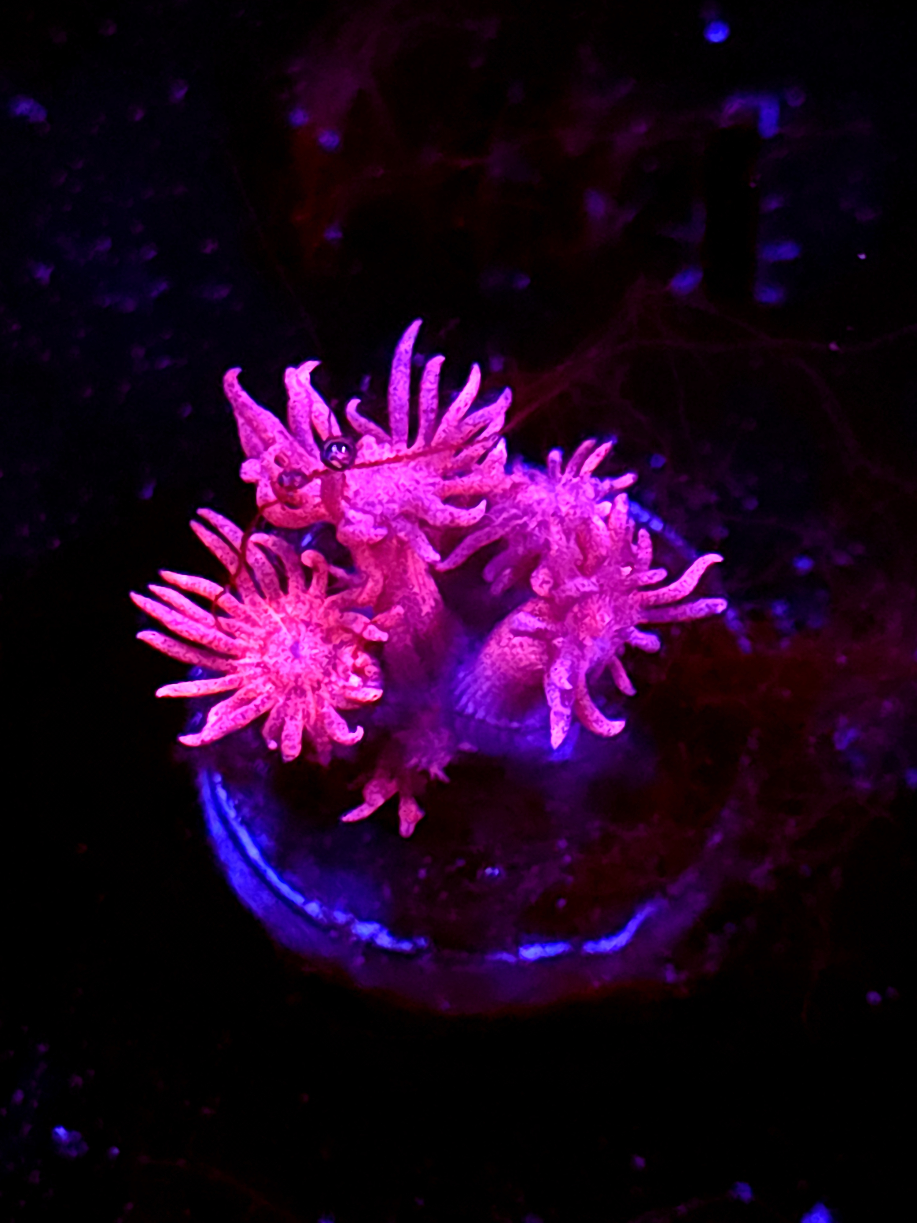 SBB "Cider Drift" Goni Small