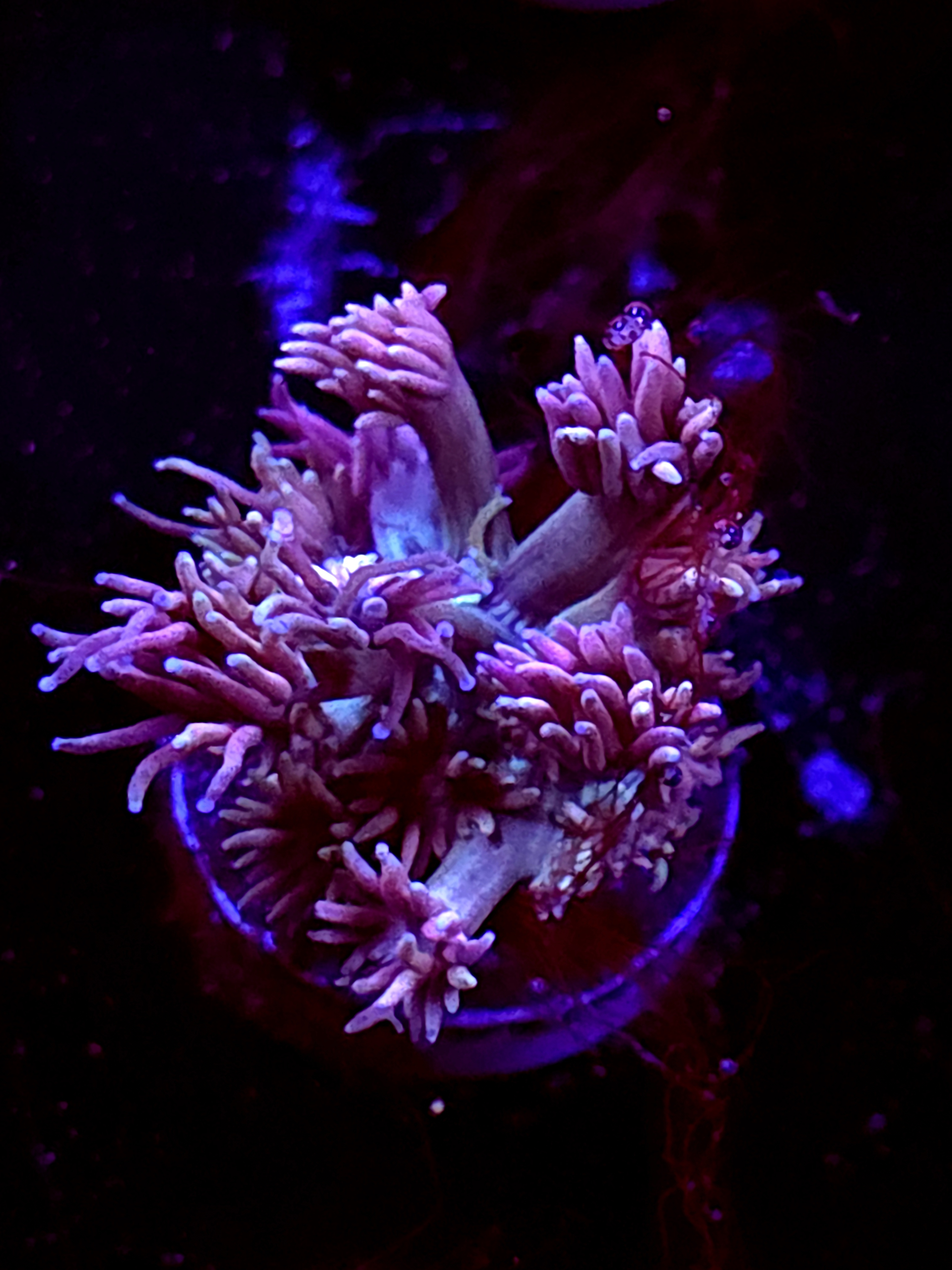 SBB "Halo Munch" Goni Small