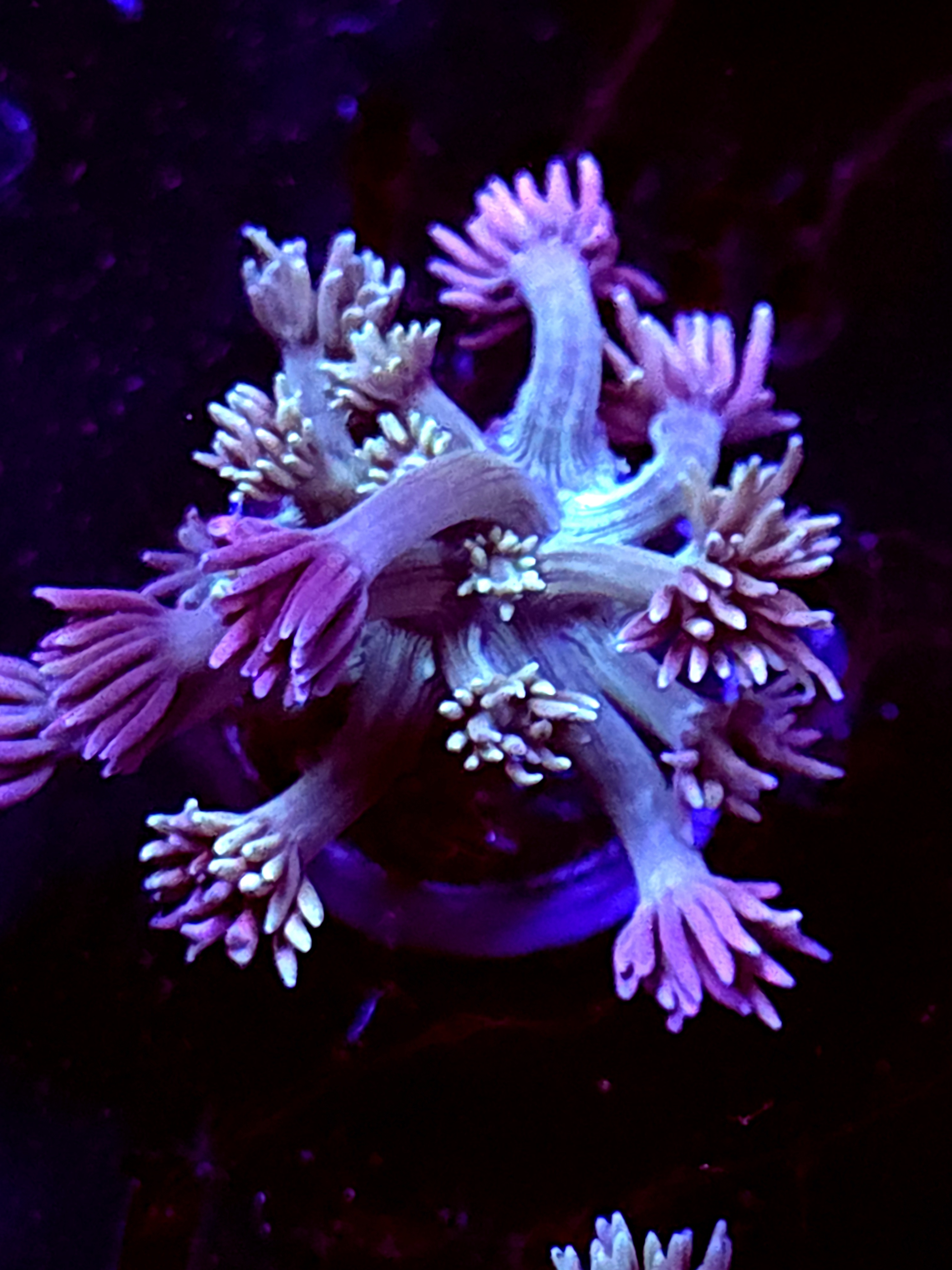 SBB "Halo Munch" Goni Medium