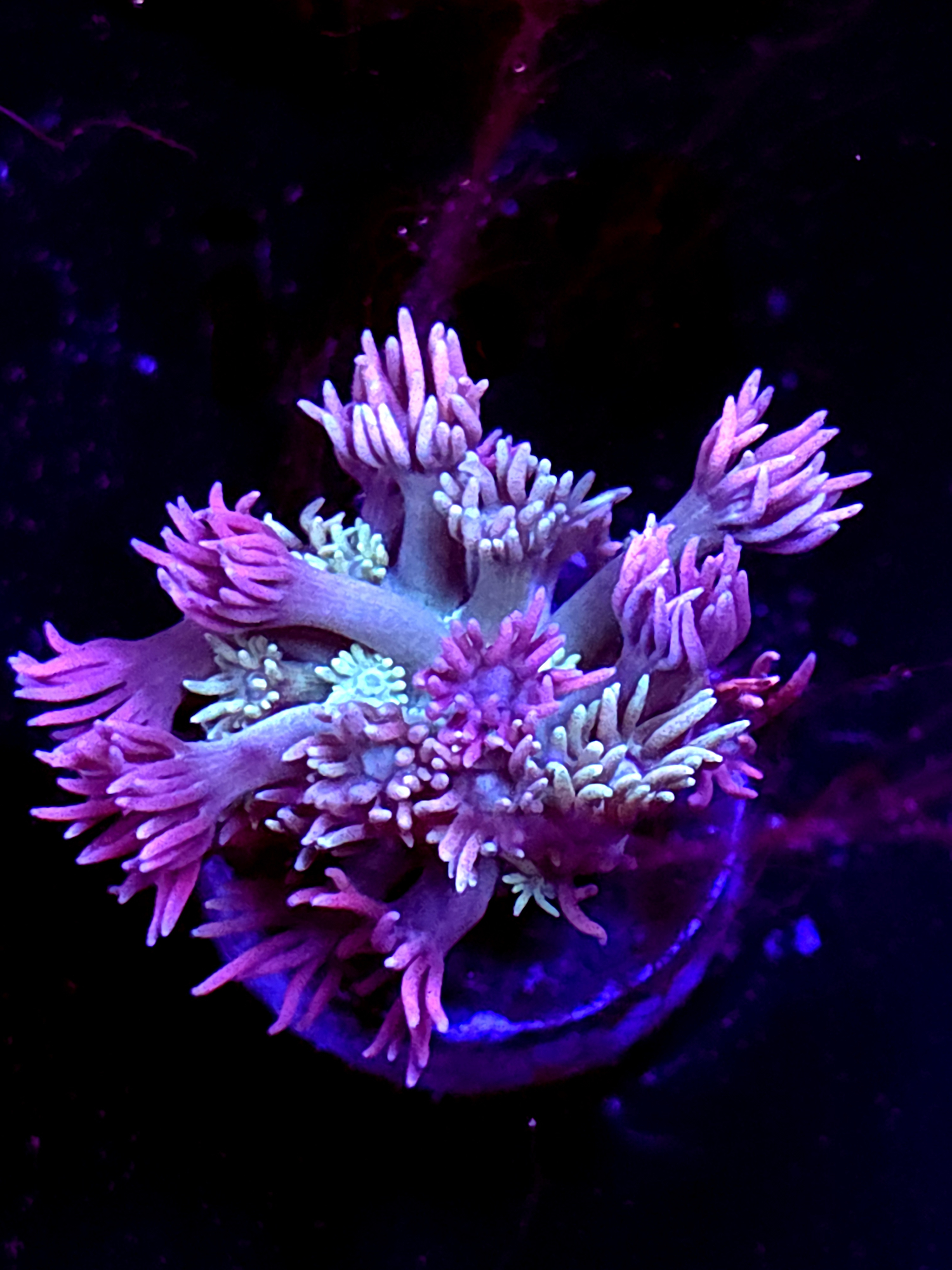 SBB "Bubble Nectar" Goni Medium