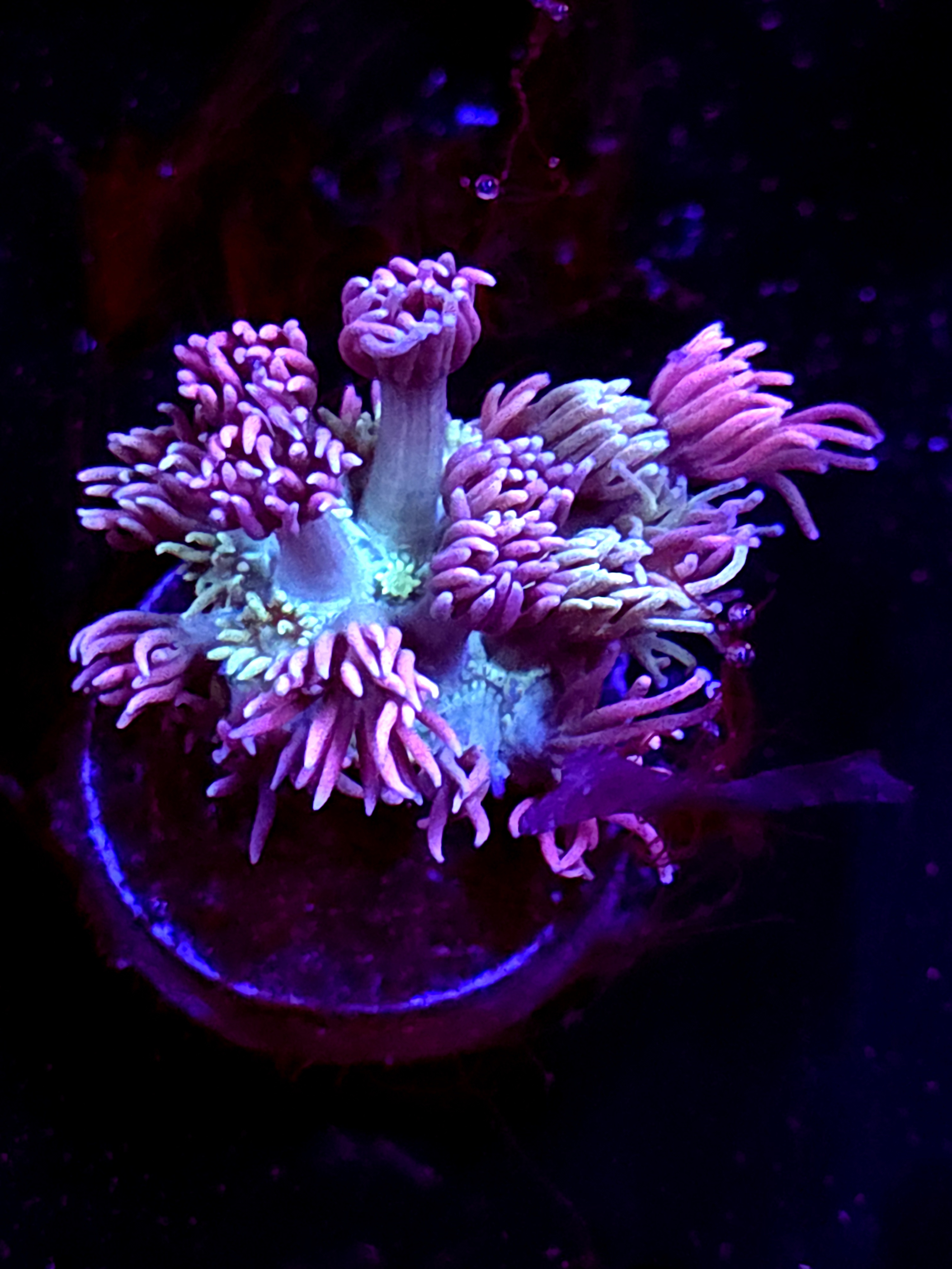 SBB "Bubble Nectar" Goni Medium