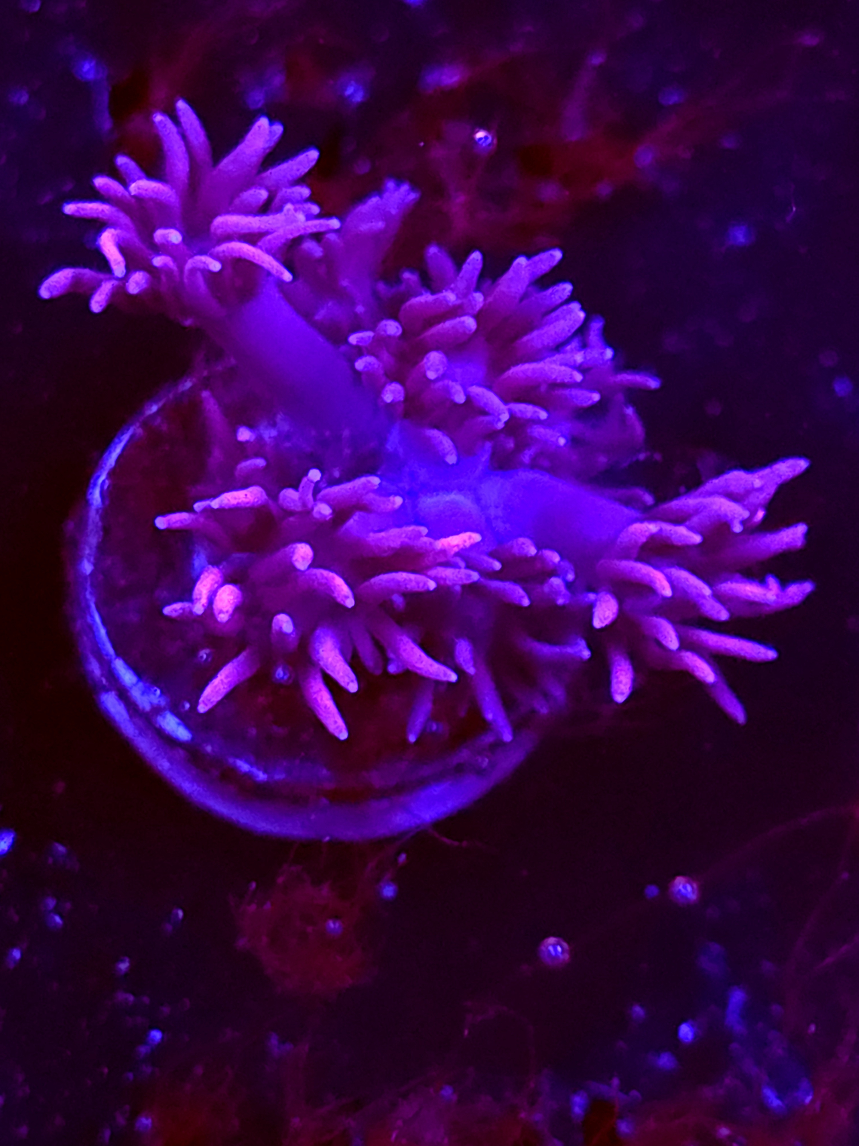 SBB "Twinkle Garden" Goni Small