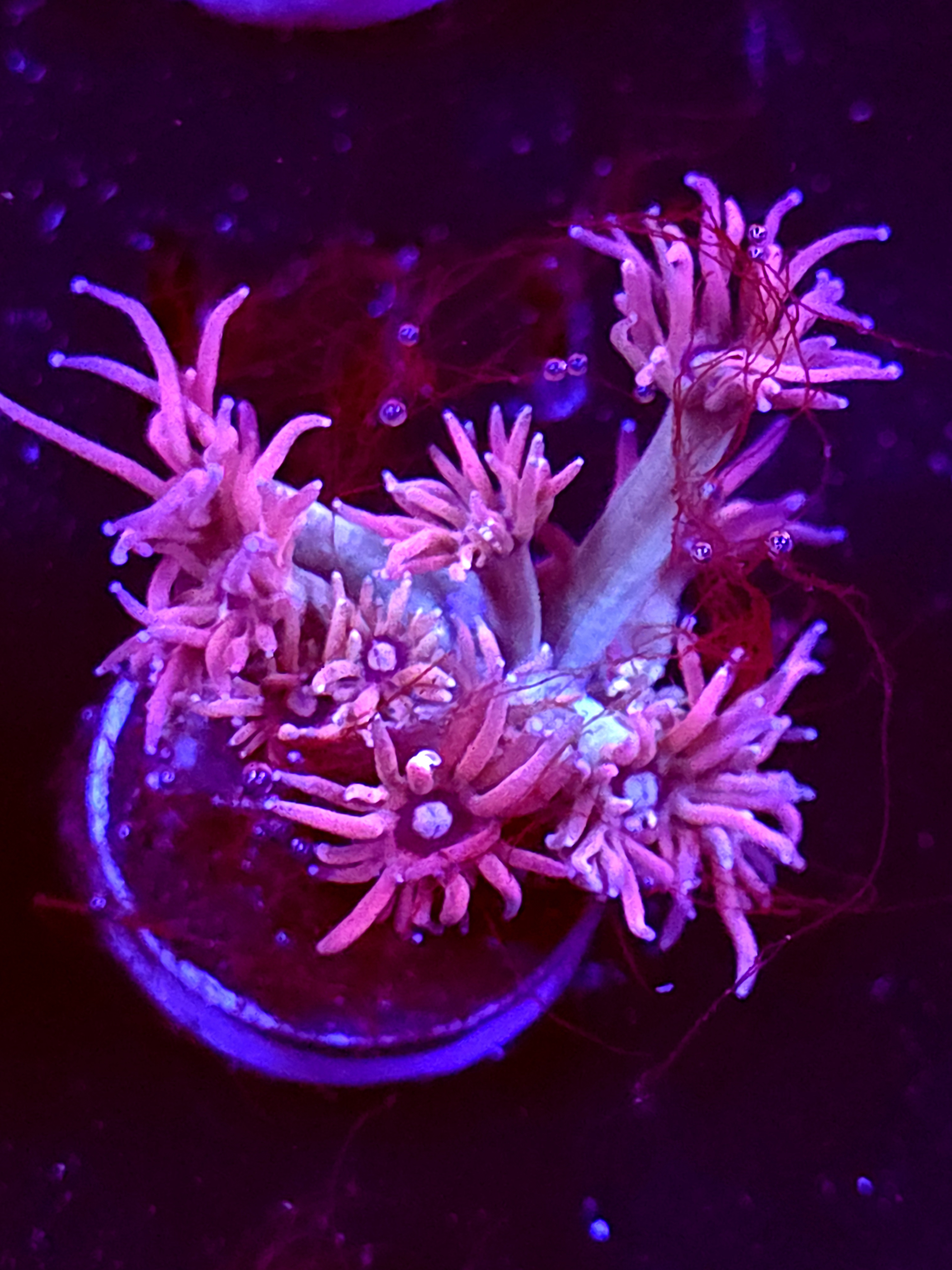 SBB "Solar Gummy" Goni Medium