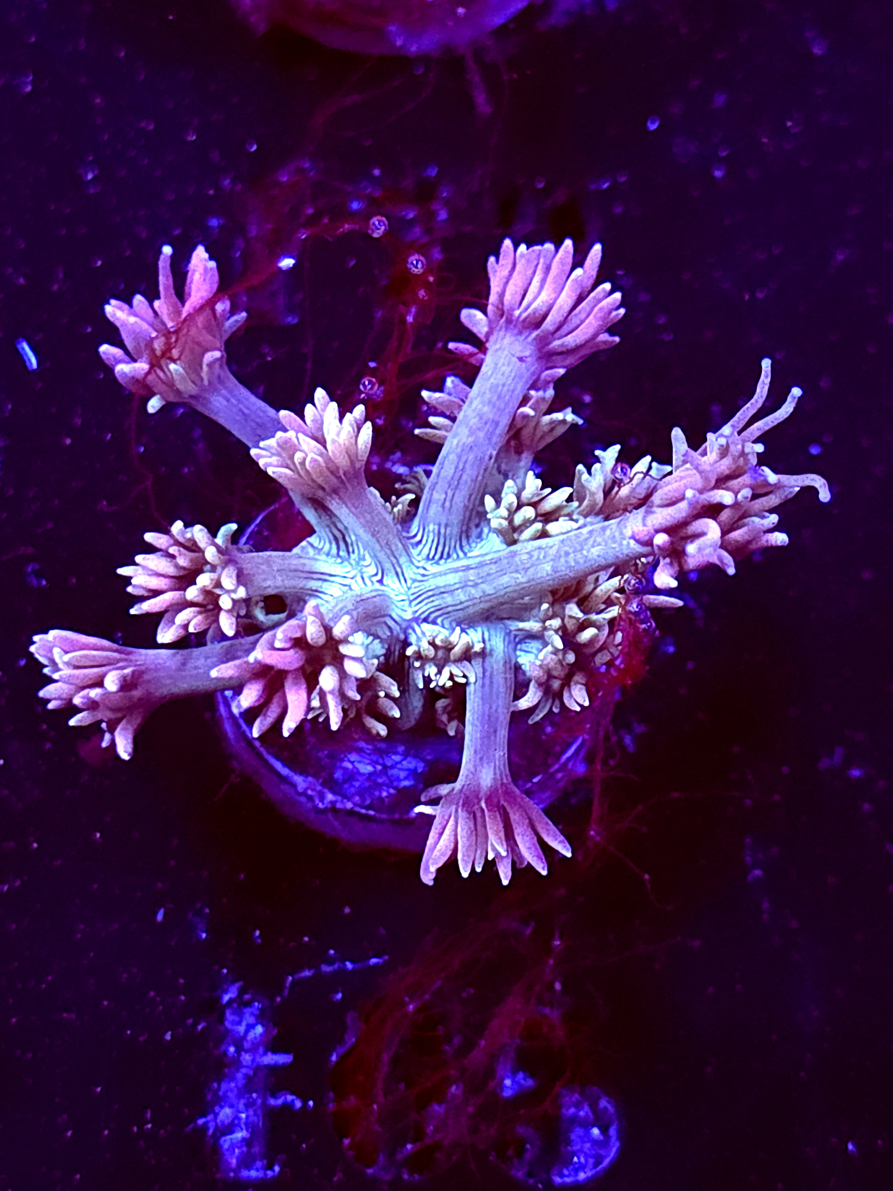 SBB "Halo Munch" Goni Medium