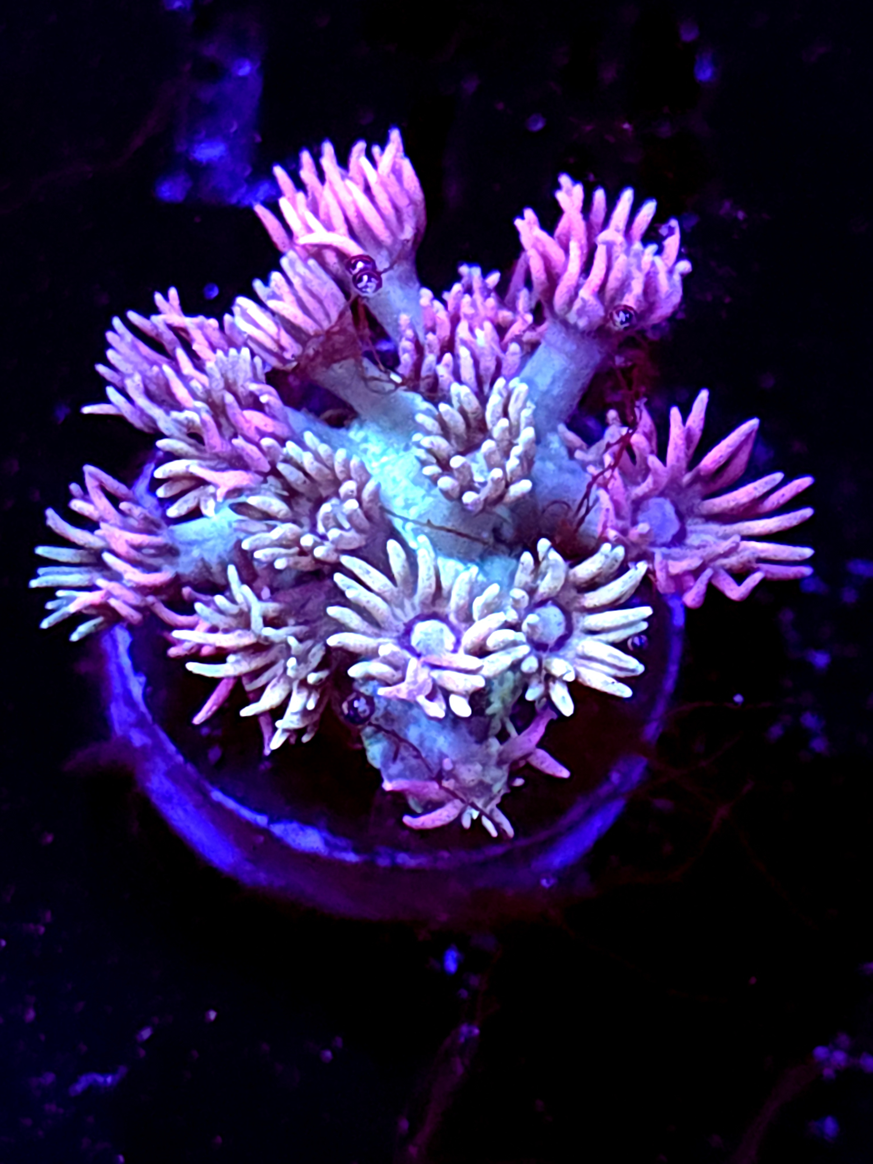 SBB "Mystery Signature" Goni Medium