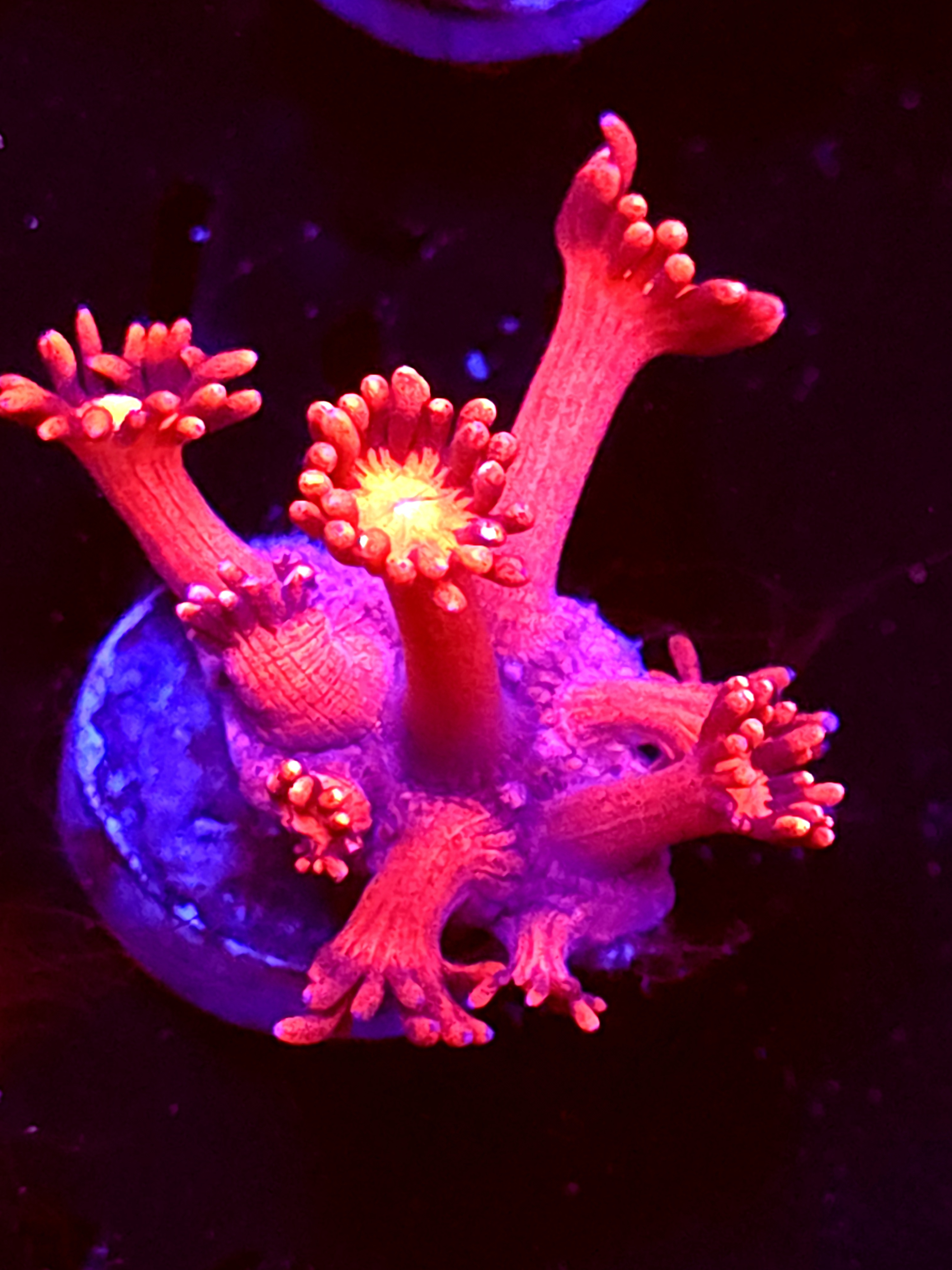 SBB "Ghost Ember" Goni Medium