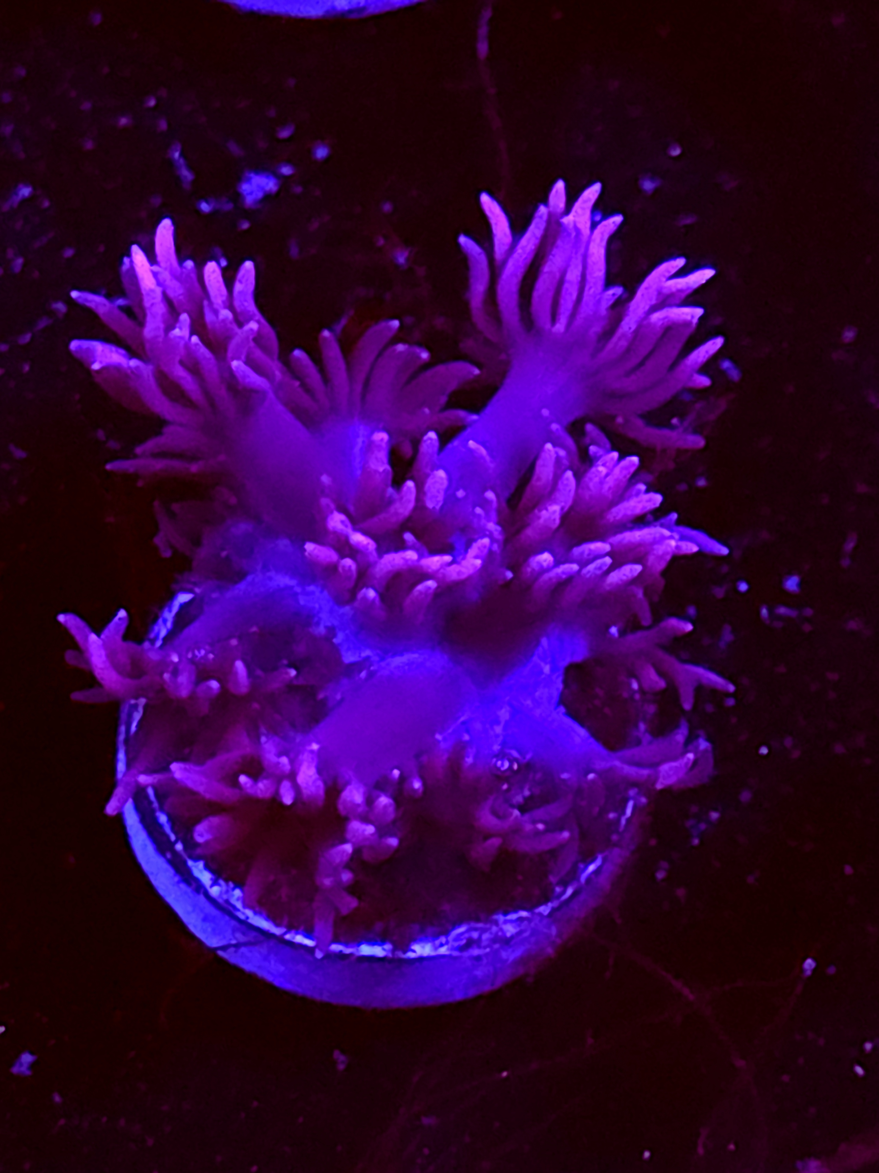 SBB "Twinkle Garden" Goni Small