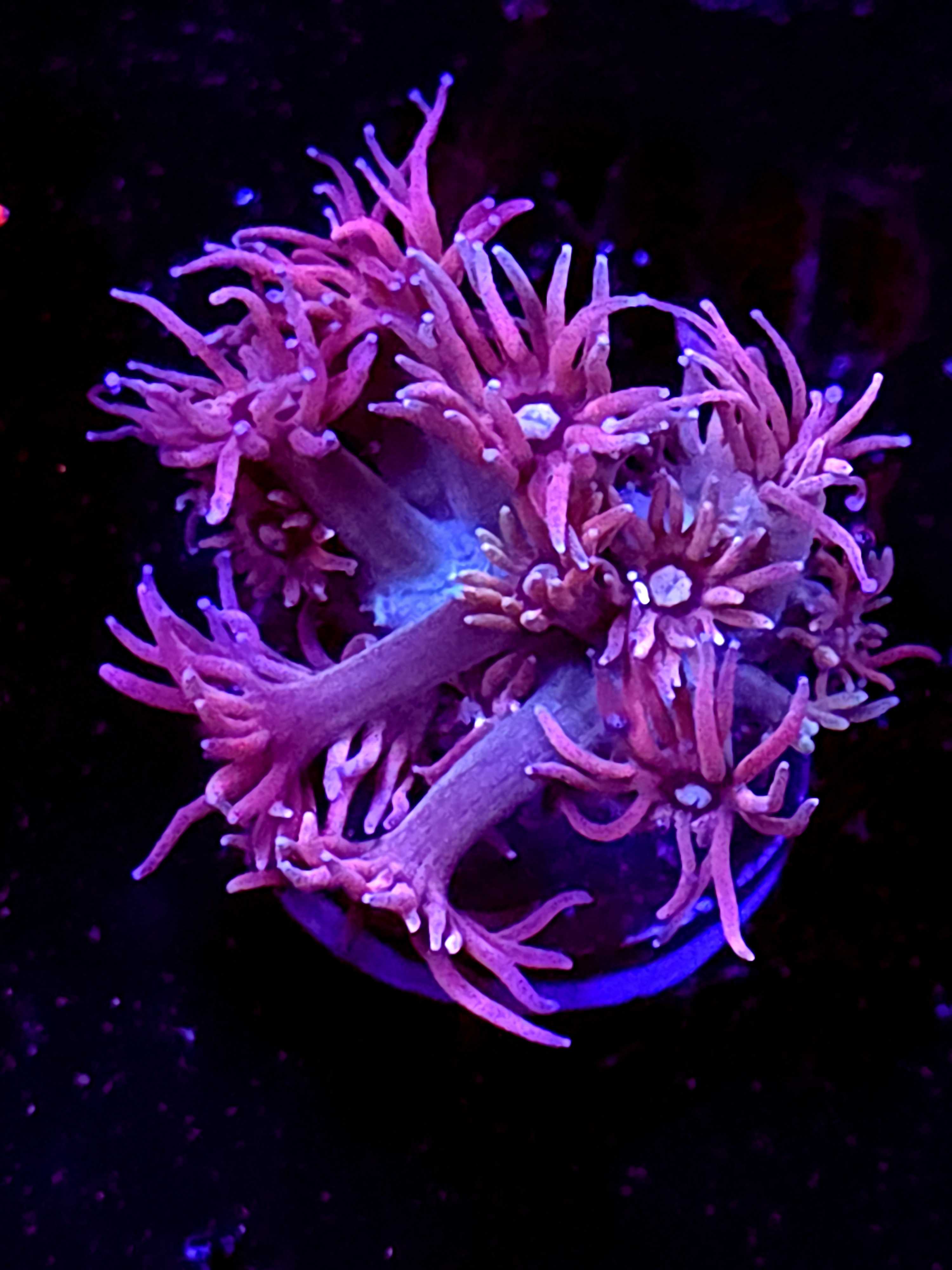 SBB "Solar Gummy" Goni Medium