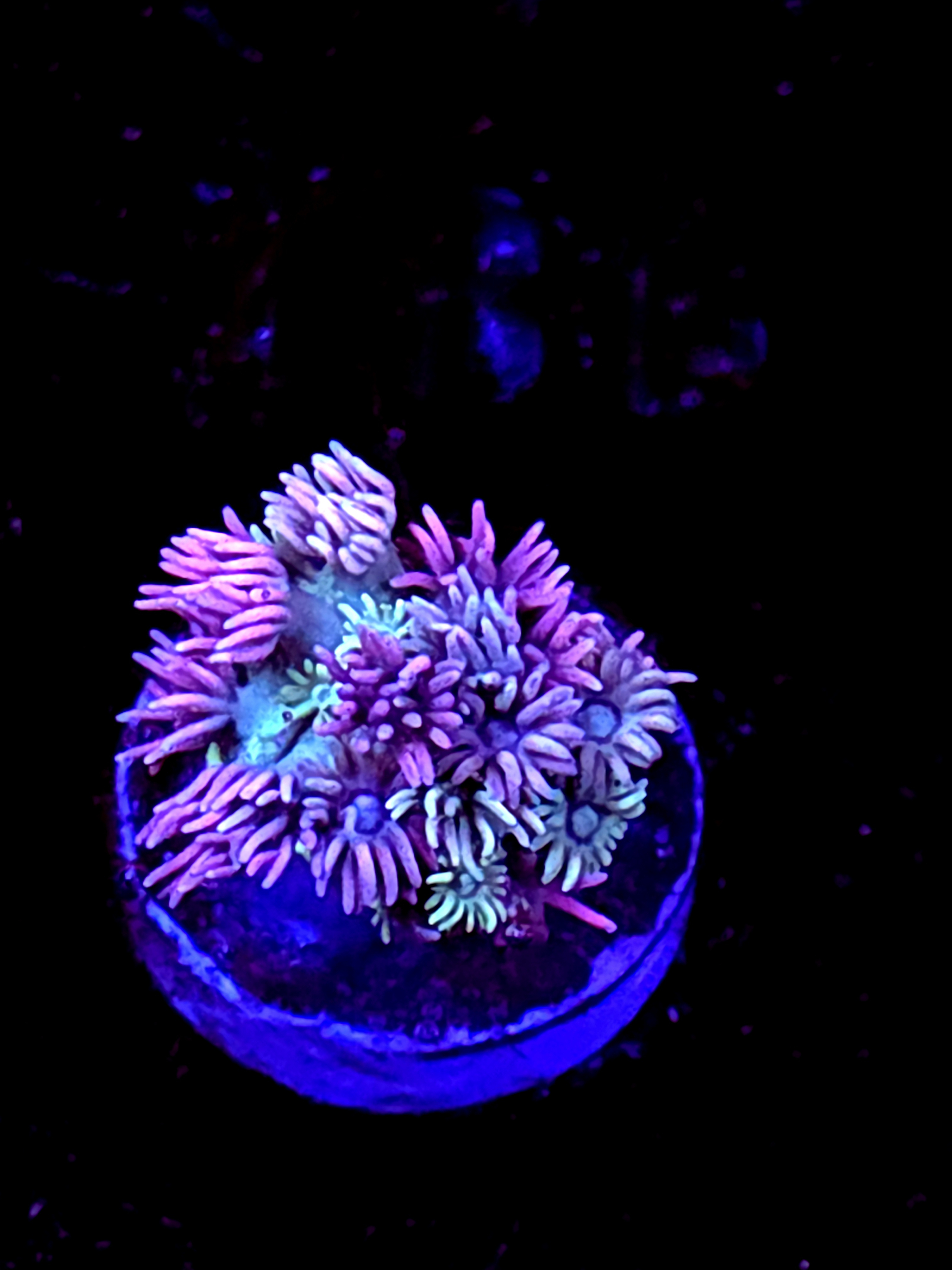 SBB "Bubble Nectar" Goni Medium