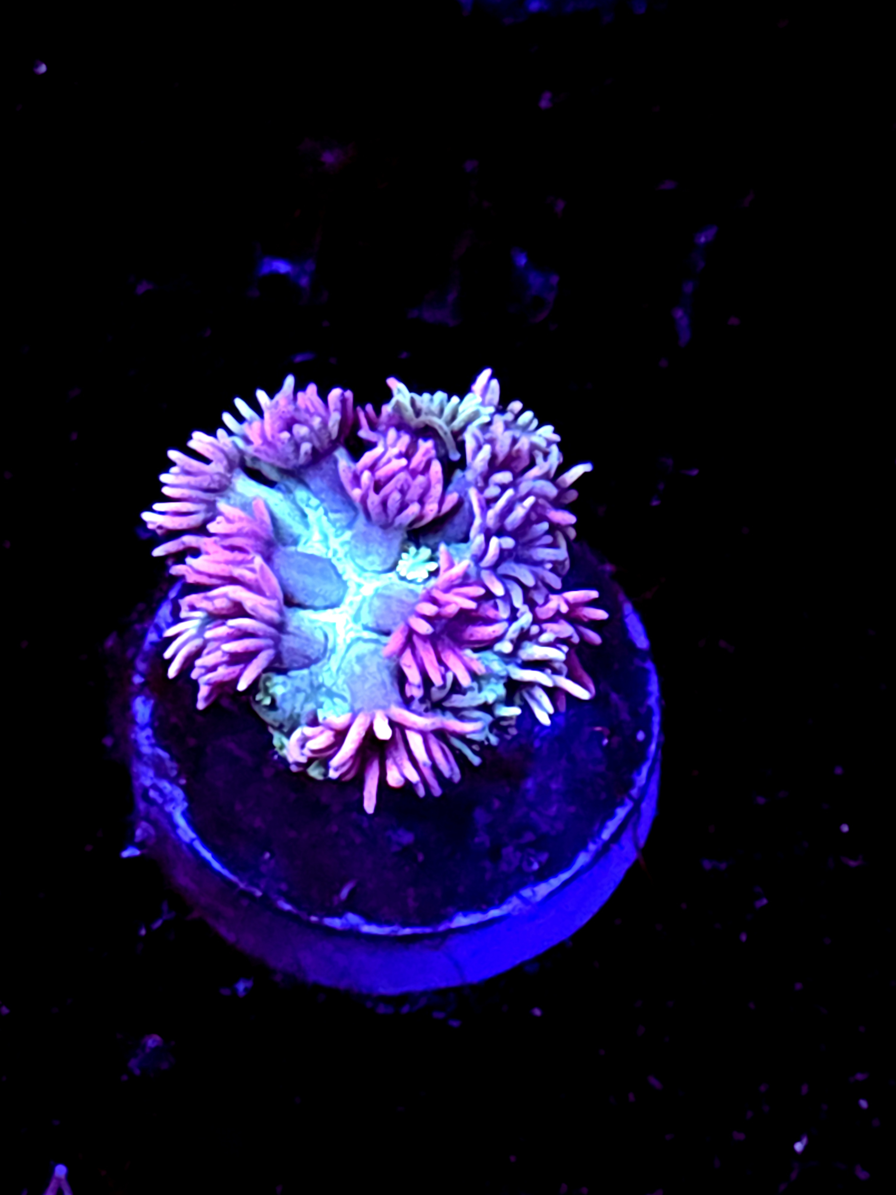 SBB "Bubble Nectar" Goni Medium