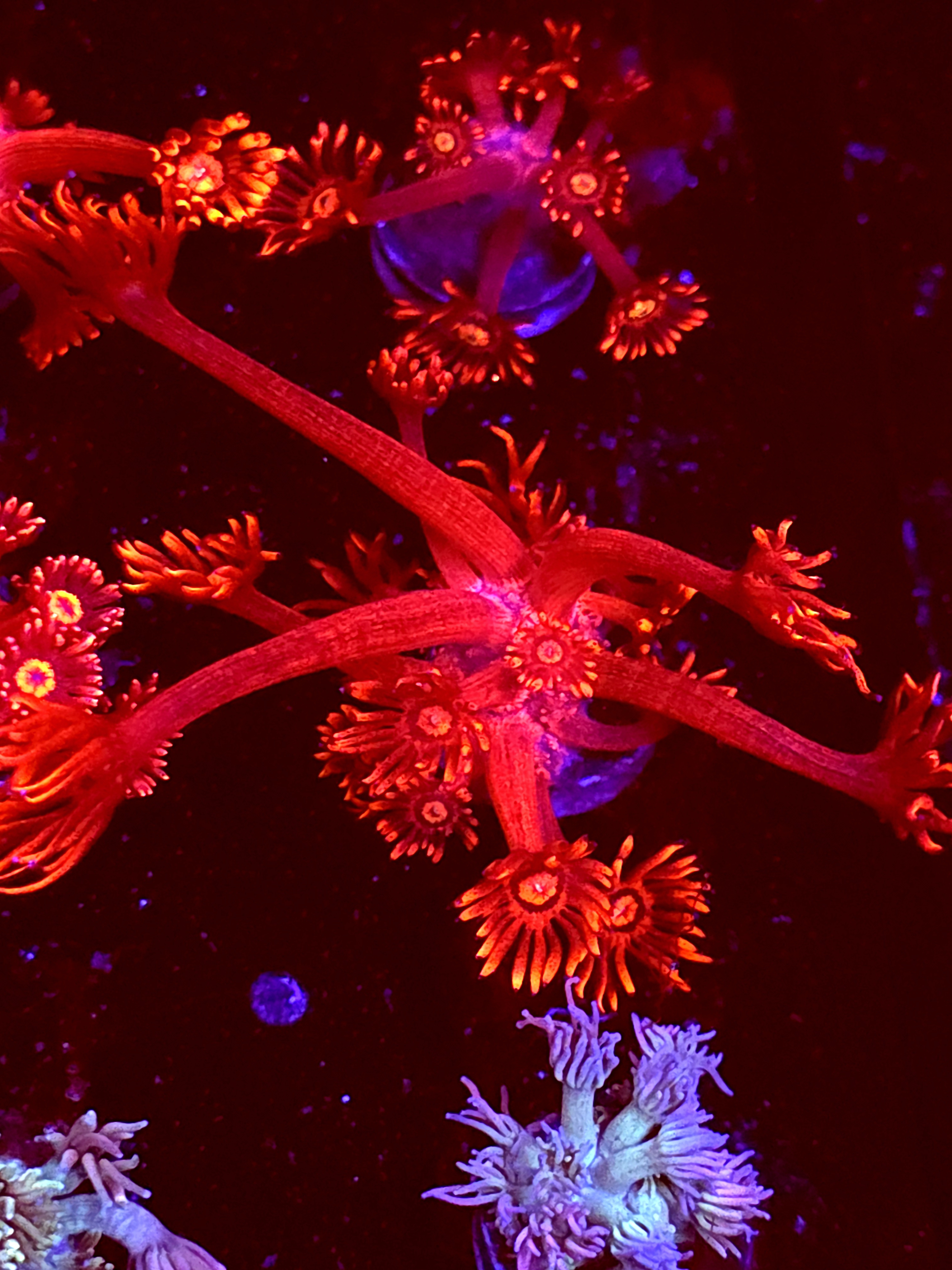 SBB "Aurora Prism" Goni Medium