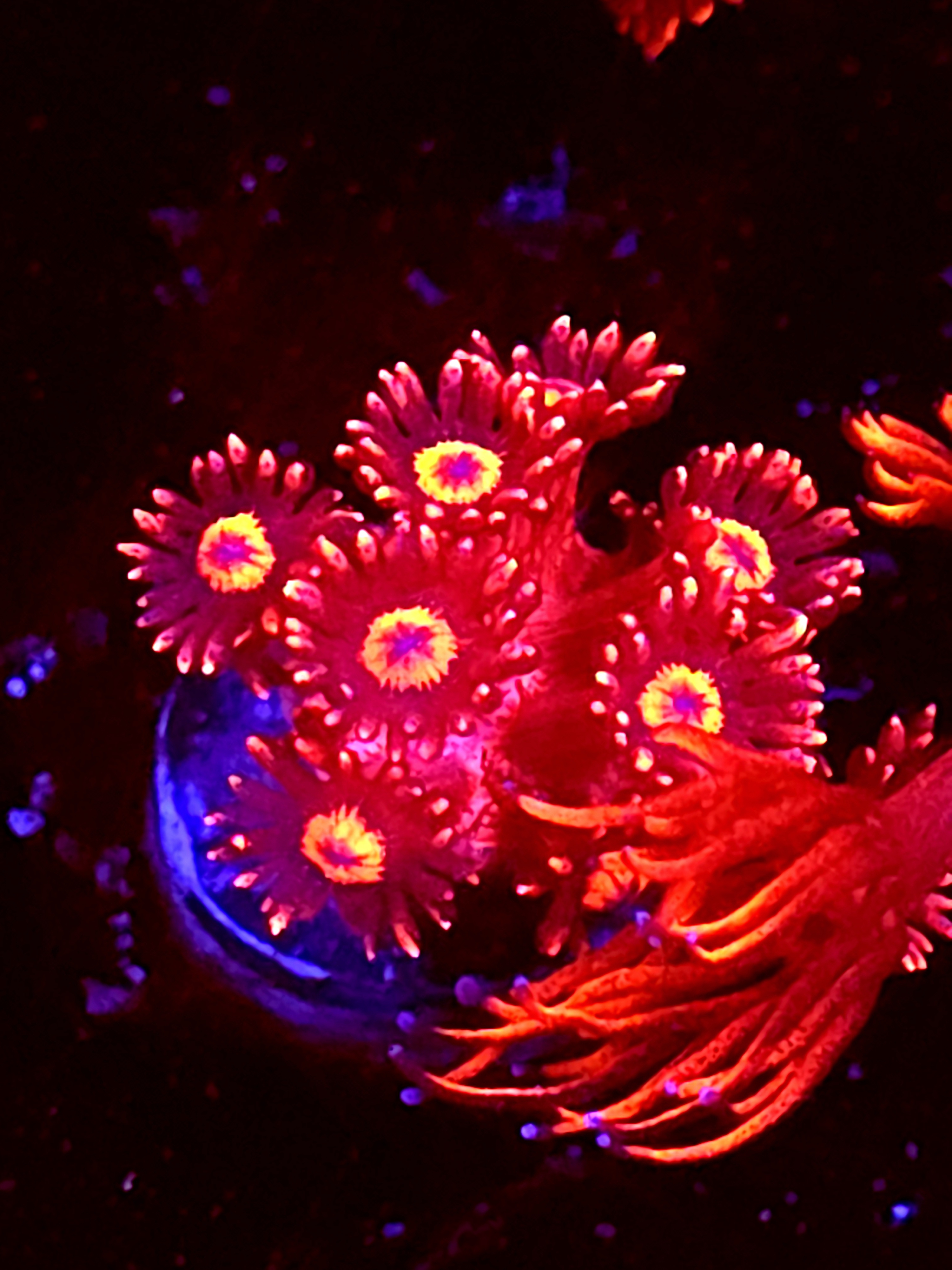 SBB "Titans Gaze" Goni Medium