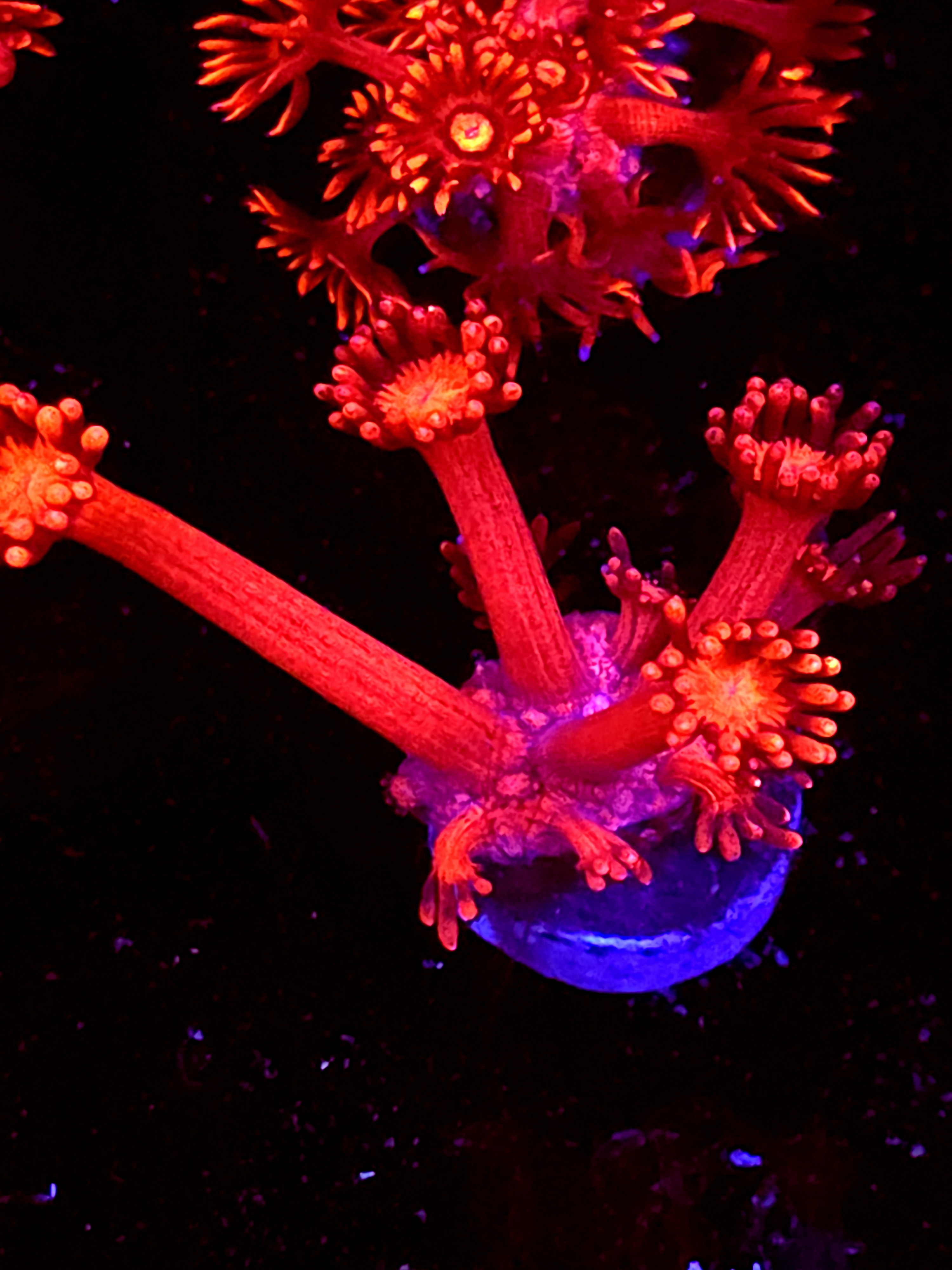 SBB "Ghose Ember" Goni Medium