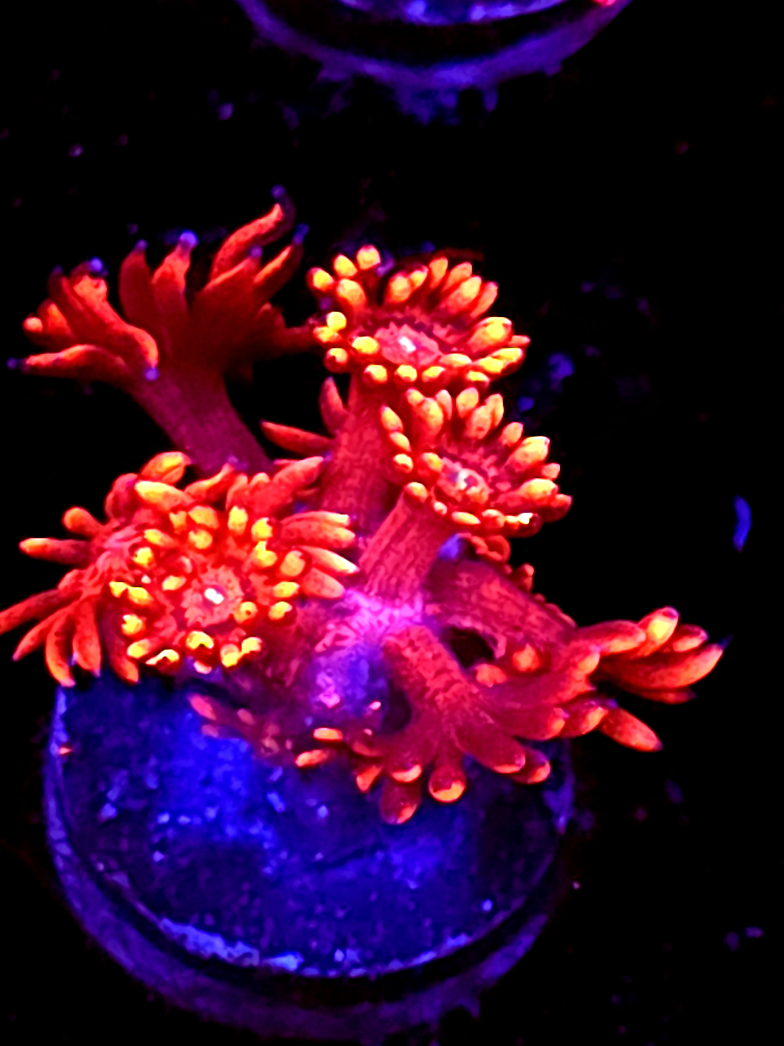 SBB "Mystery Signature" Goni Small